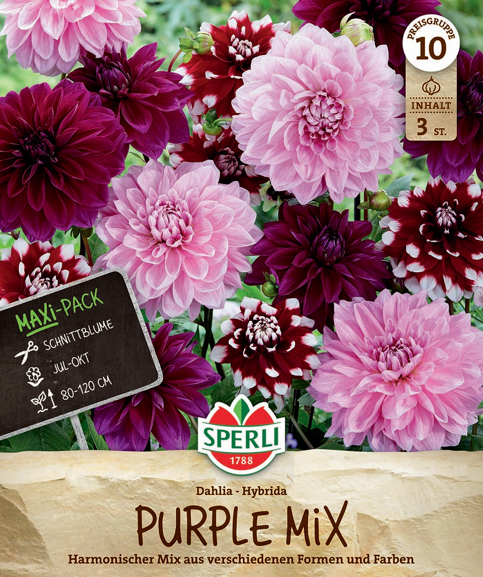 Maxi Pack Dahlien Purple Mix Maxi Pack Dahlien Purple Mix