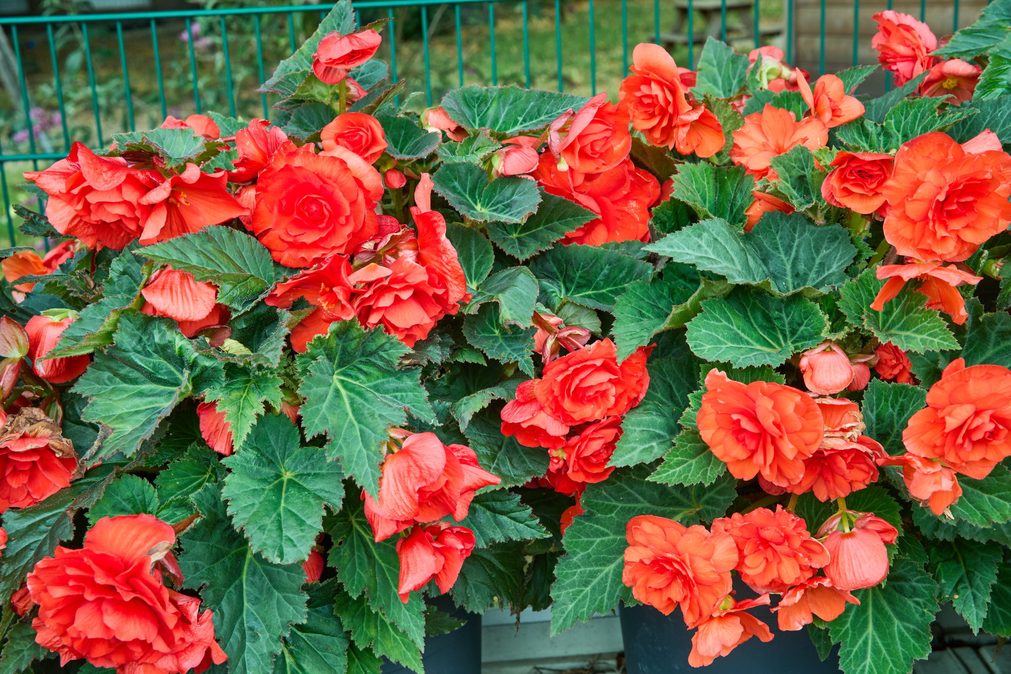 Begonien gefüllt Dunkelrot