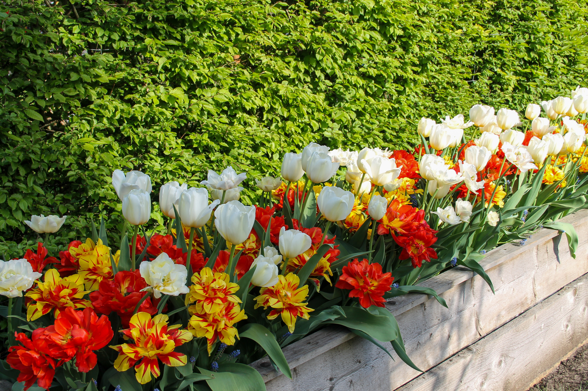 Gefüllte Frühe Rosentulpenmischung 150 St Gefüllte Frühe Rosentulpenmischung 150 St