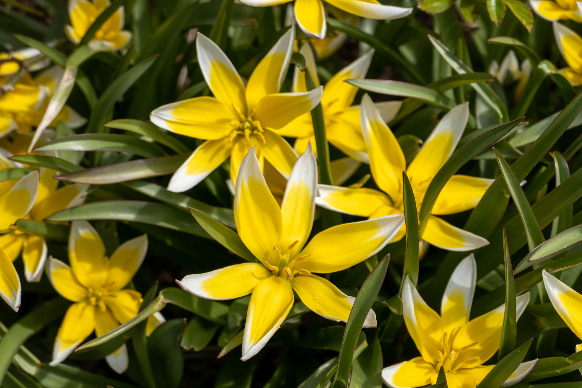 Botanische Tulpen T. tarda (syn. urumiensis) Botanische Tulpen T. tarda (syn. urumiensis)
