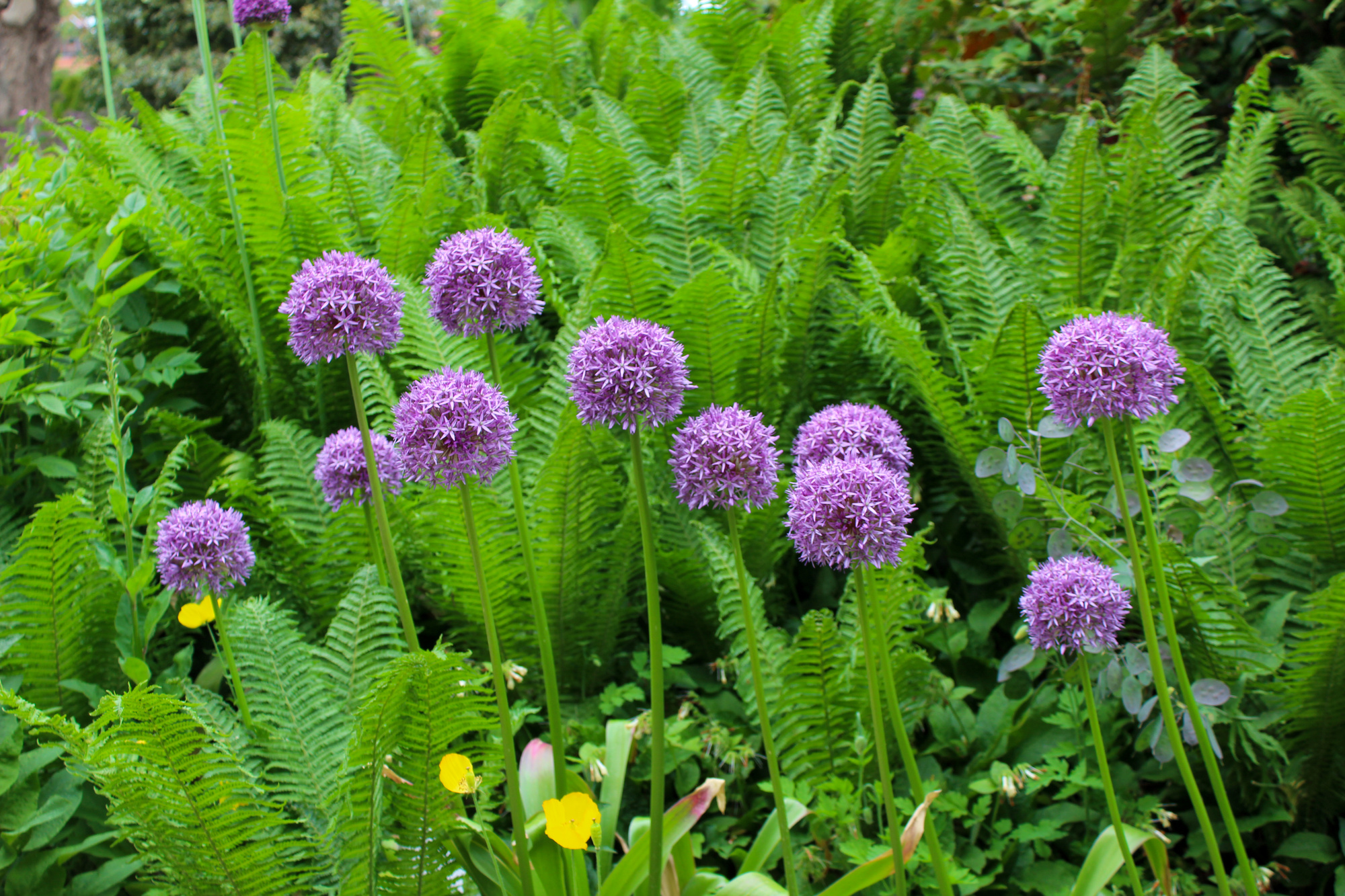 Allium Round n' Purple Allium Round n' Purple