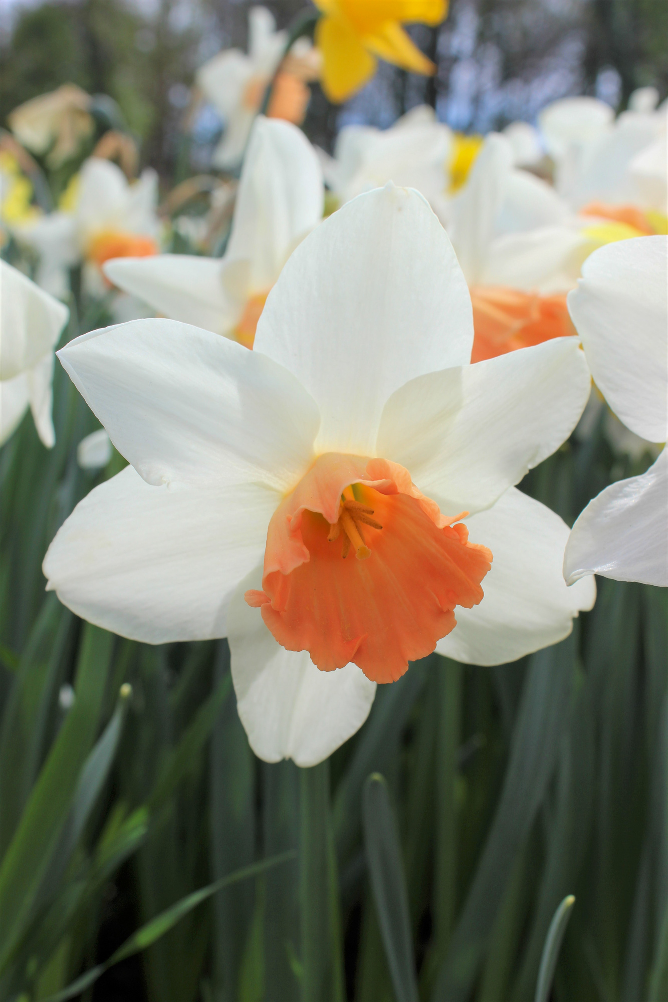 Großkronige Narzissen Accent Großkronige Narzissen Accent