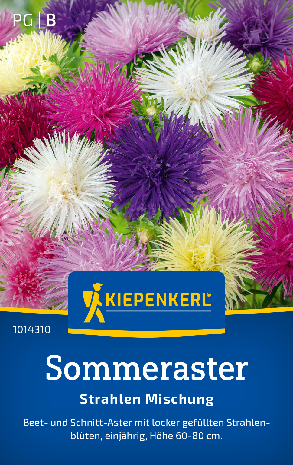 Sommeraster Strahlen Mischung