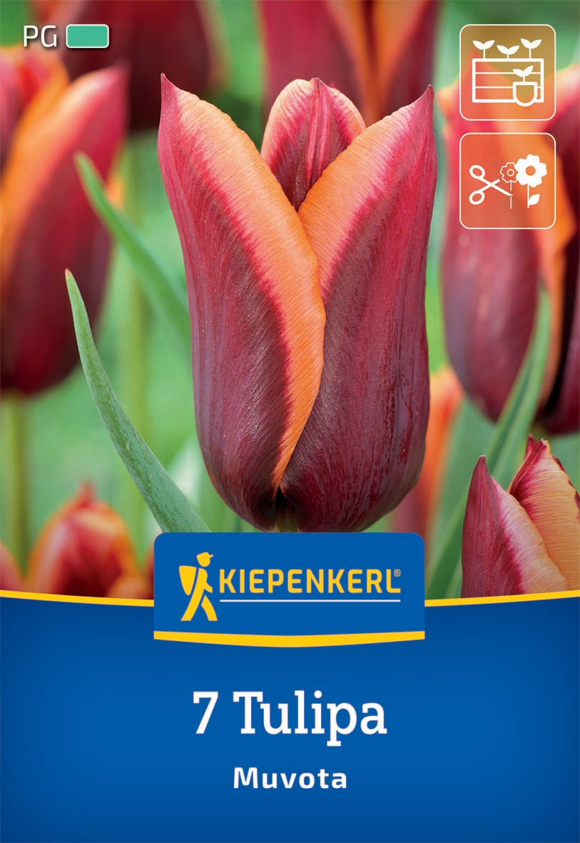 Triumph-Tulpe Muvota
