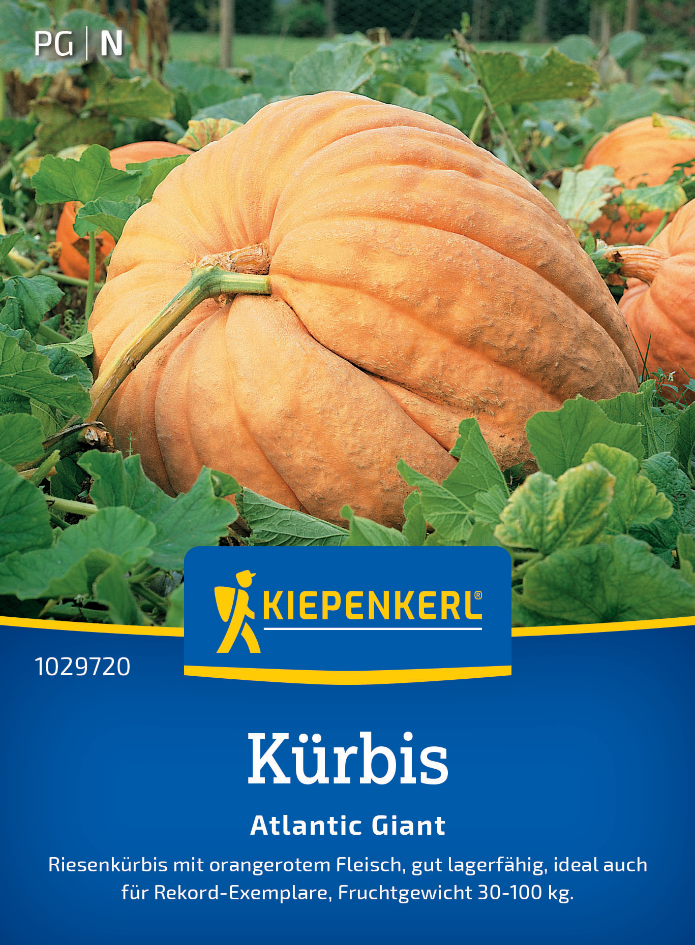 Kürbis Atlantic Giant