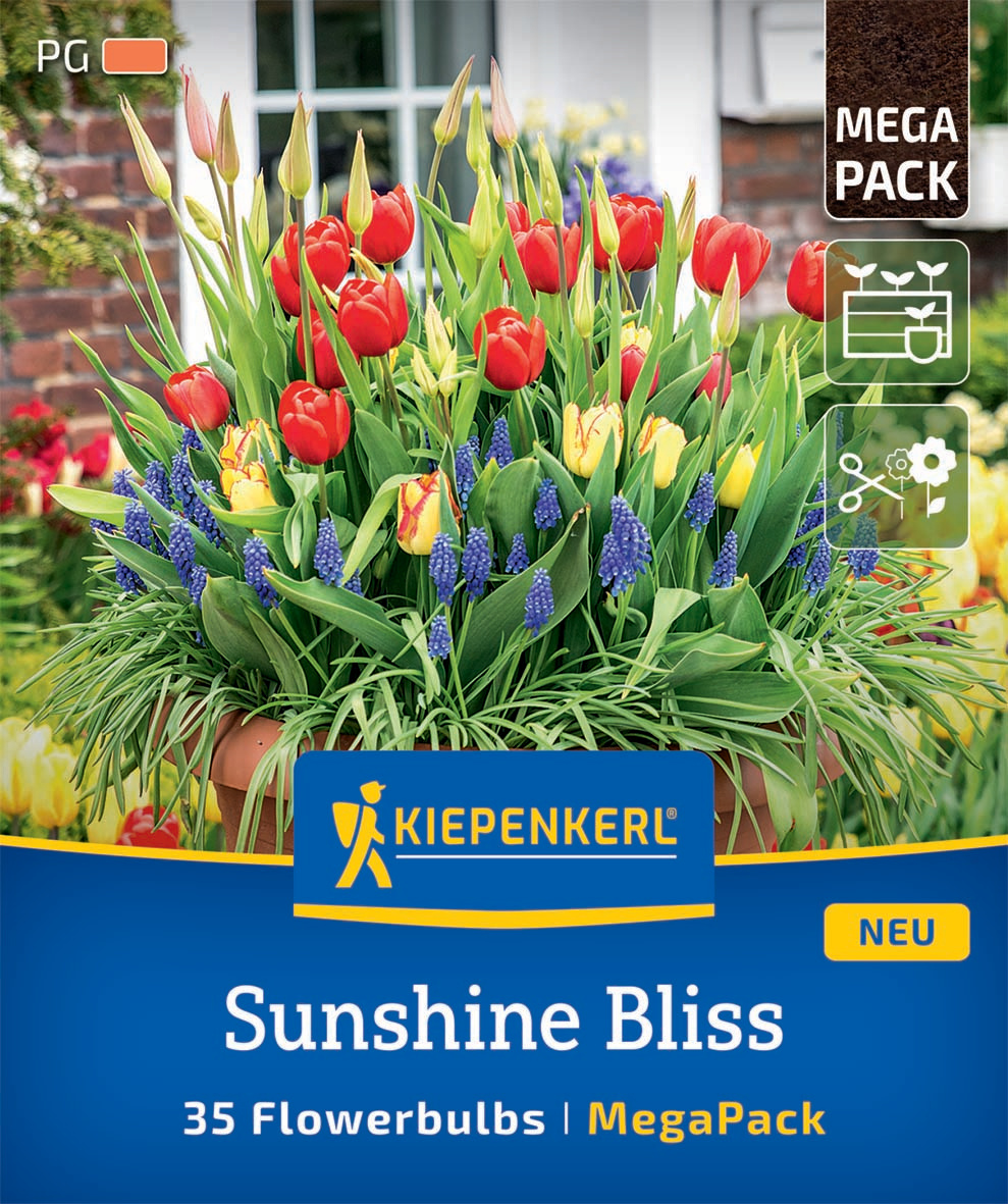 Mega Pack Sunshine Bliss Mega Pack Sunshine Bliss