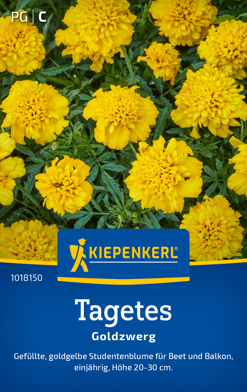 Tagetes Goldzwerg Tagetes Goldzwerg