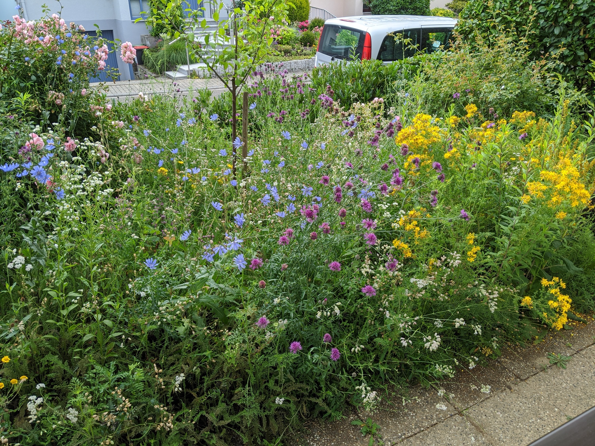 Heimatblumen mehrjährig Heimatblumen mehrjährig