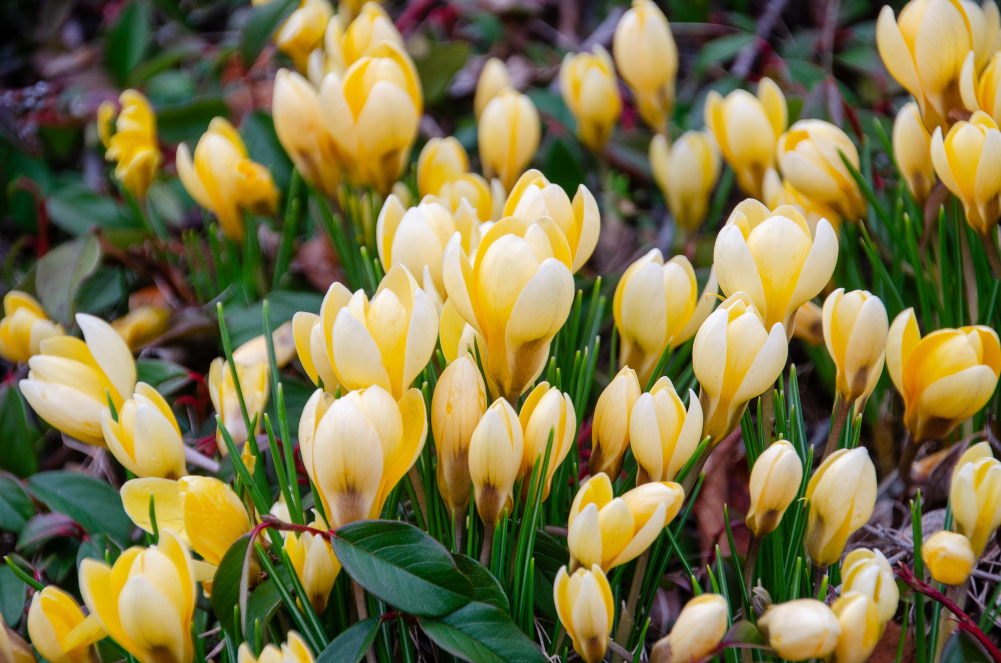 Crocus chrysanthus Romance Crocus chrysanthus Romance