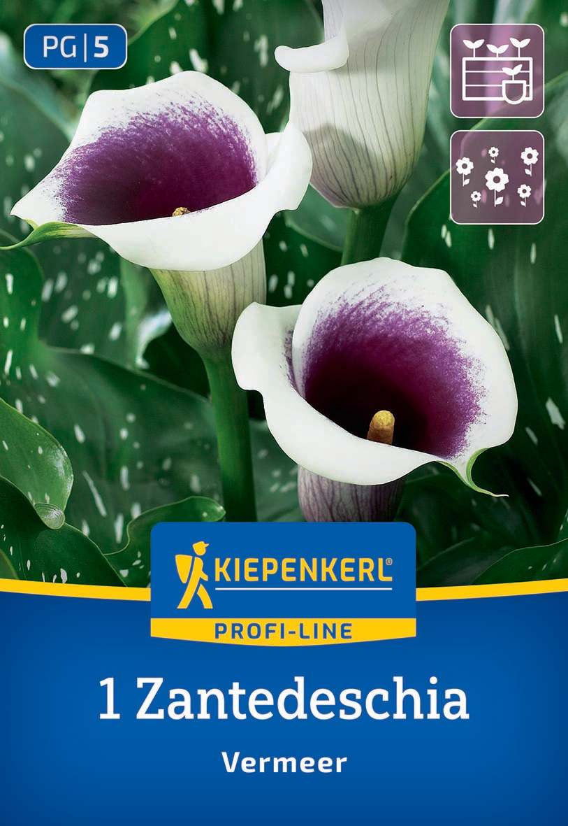 Calla Vermeer