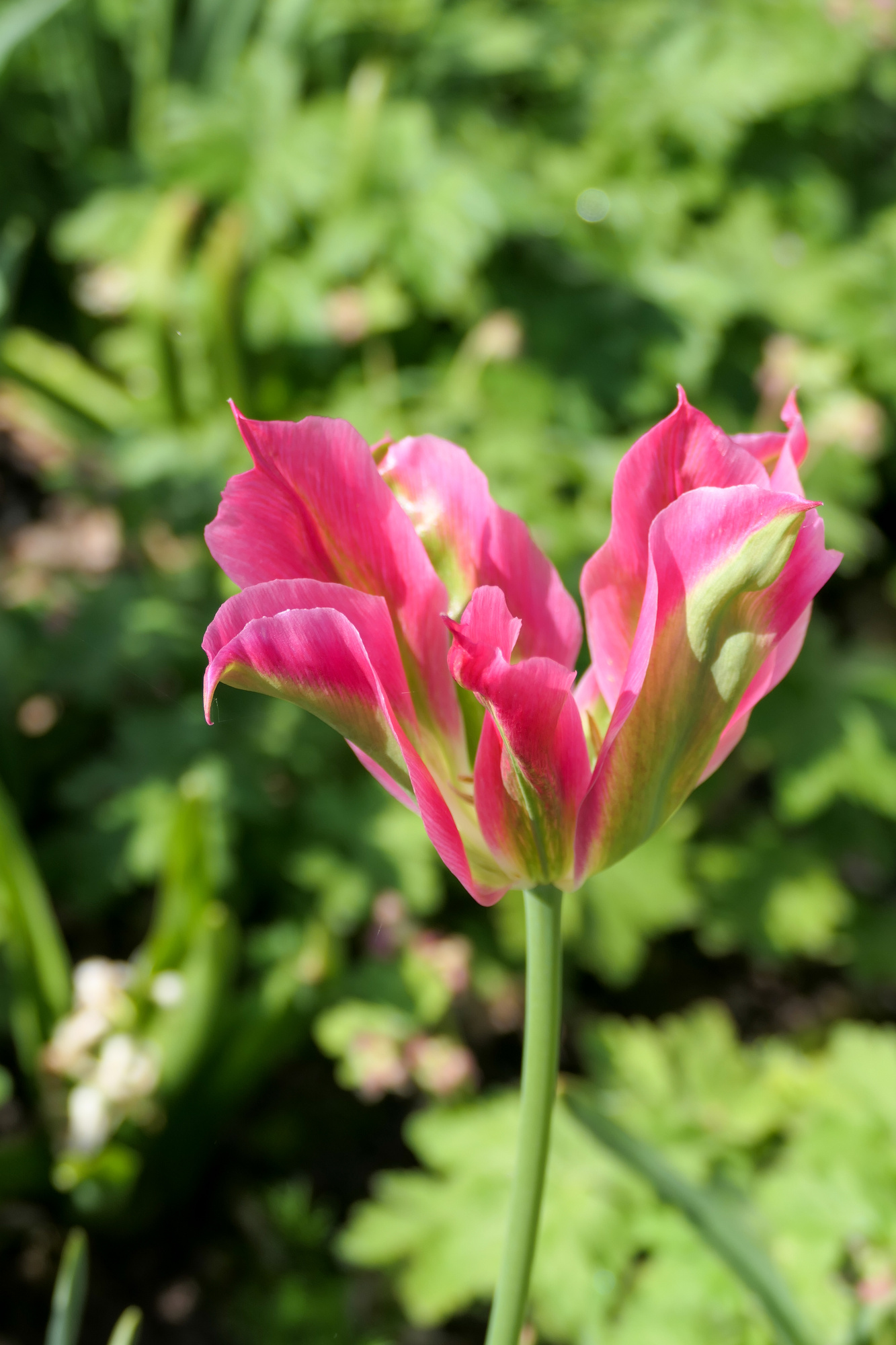 Viridiflora-Tulpen Virichic Viridiflora-Tulpen Virichic