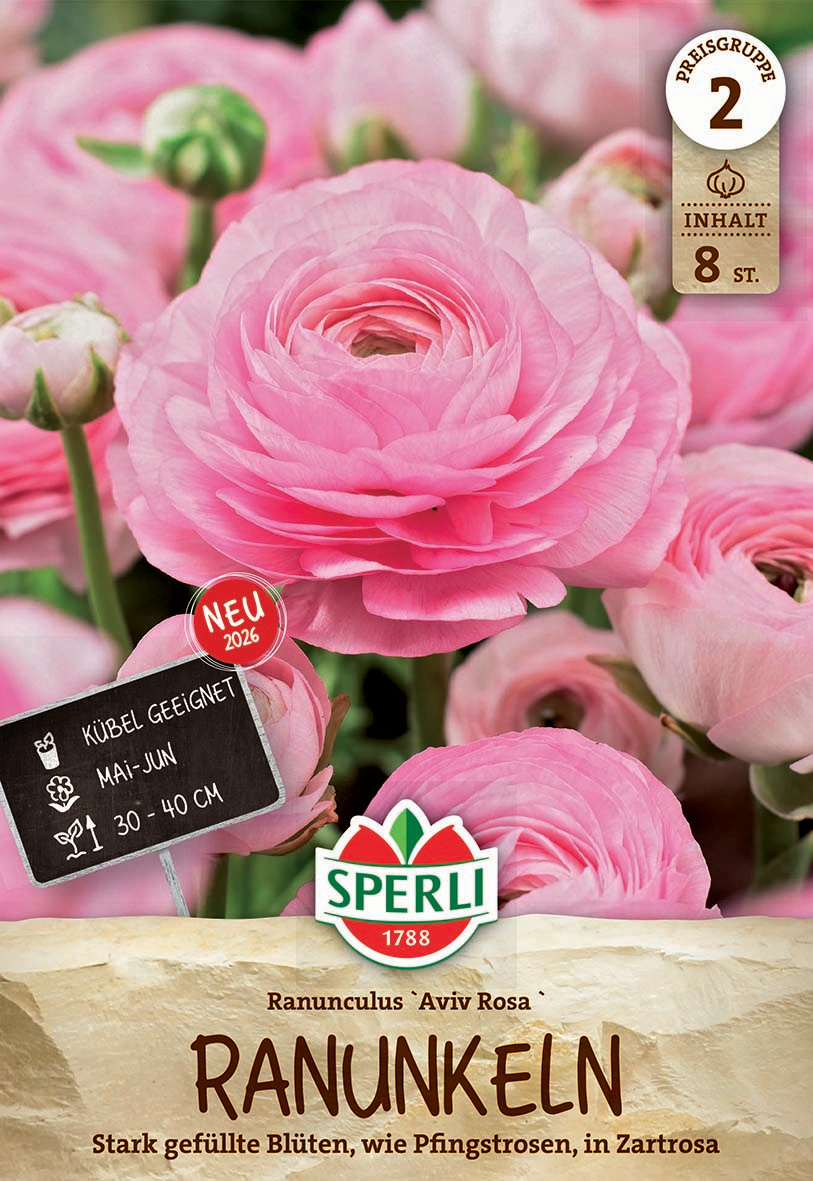 Ranunkeln Rosa Ranunkeln Rosa