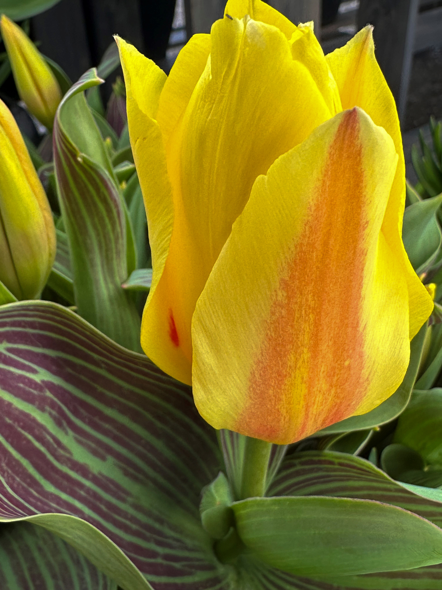 Kaufmanniana-Tulpen Giuseppe Verdi Kaufmanniana-Tulpen Giuseppe Verdi