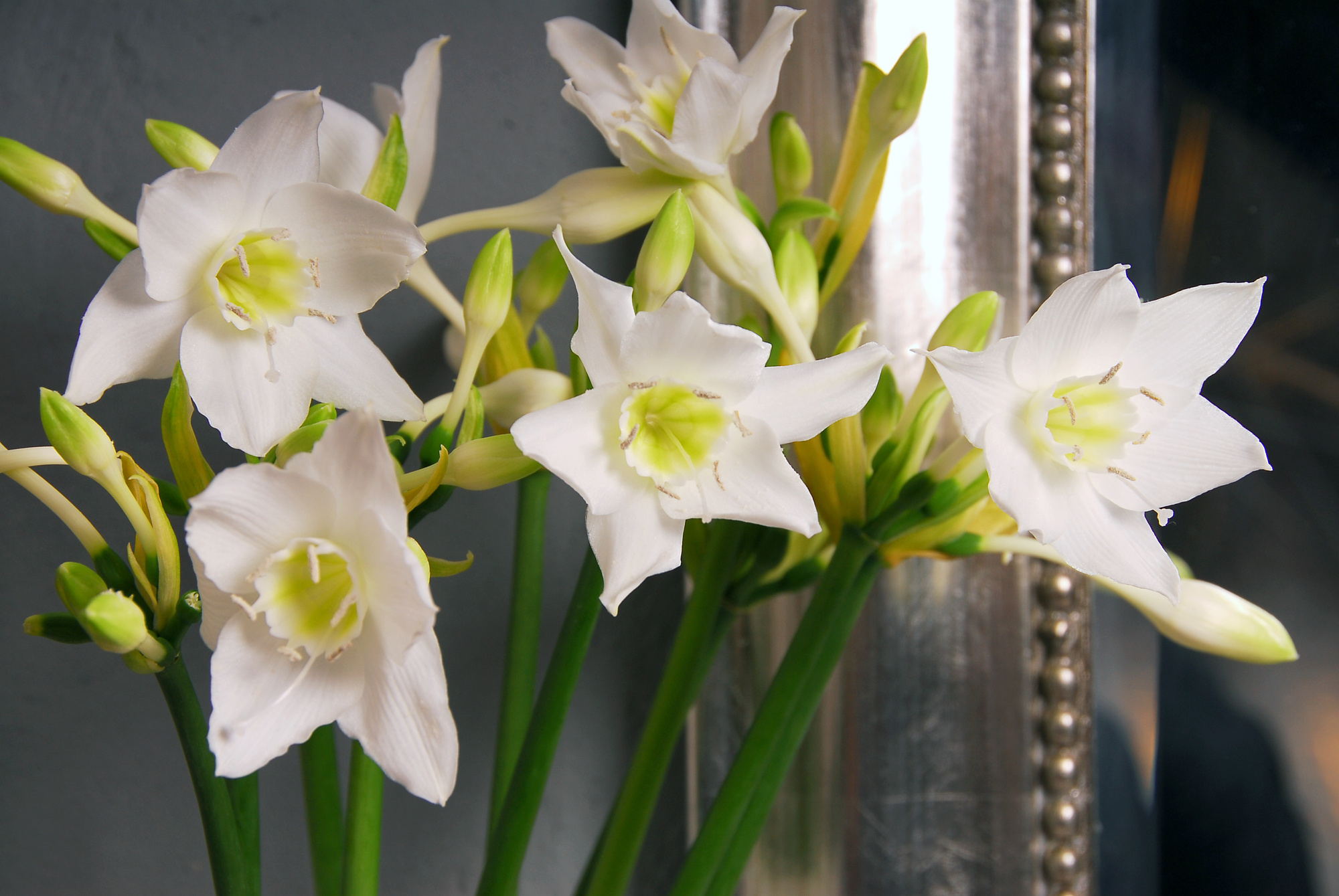 Eucharis amazonica (syn. Urceolina amazonica)