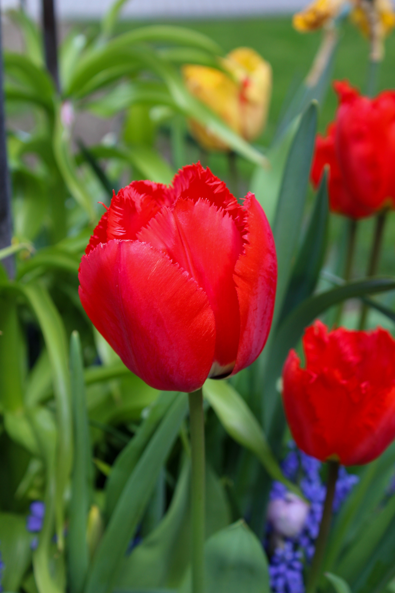 Gefranste Tulpen Crystal Beauty Gefranste Tulpen Crystal Beauty