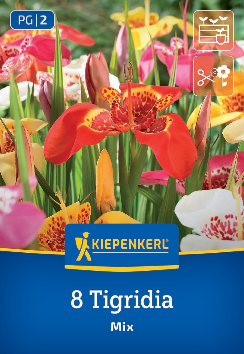 Tigerblume Mischung Tigerblume Mischung