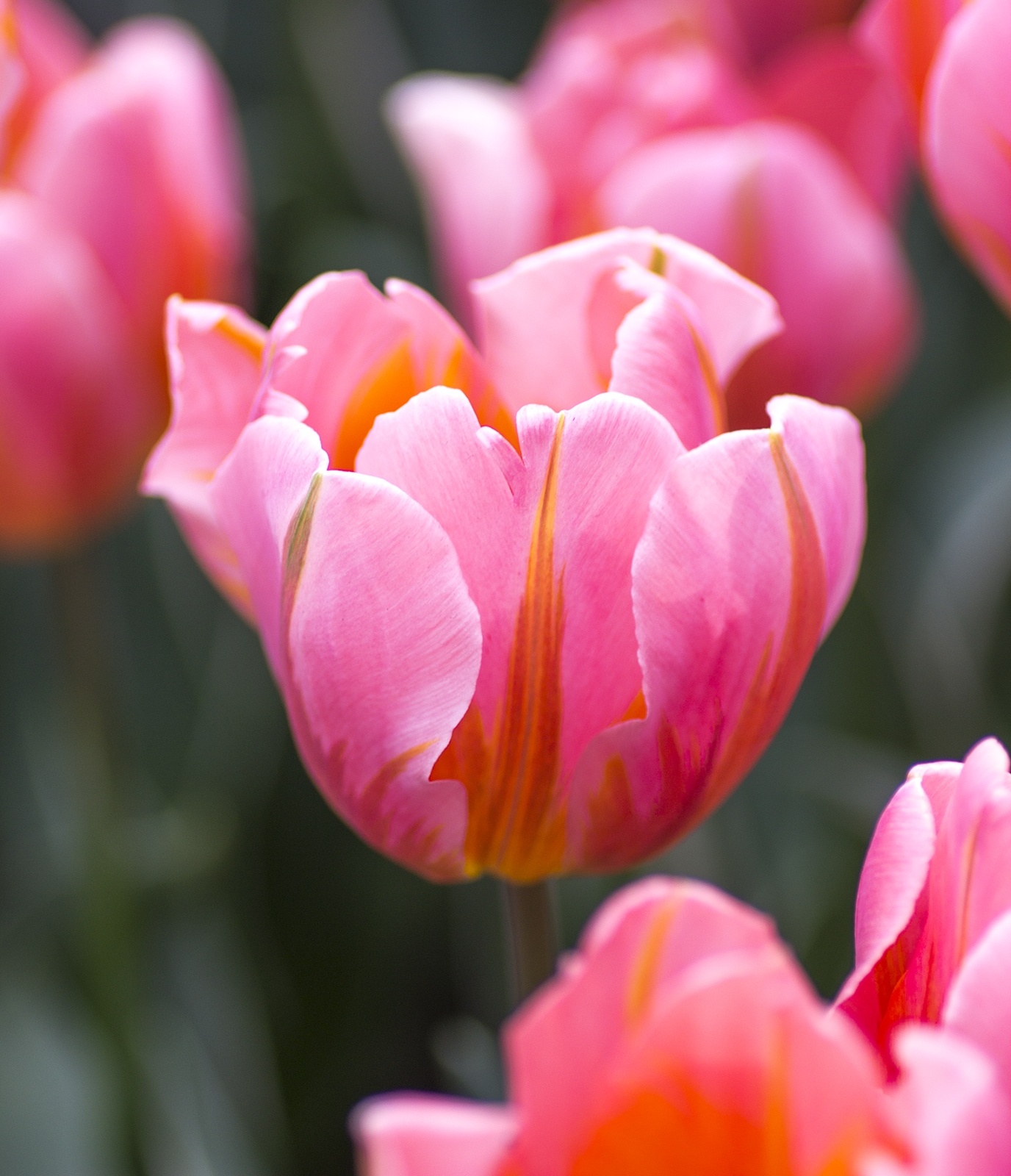 Triumph-Tulpen Pretty Princess