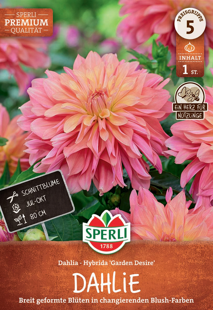 Dahlie Garden Desire