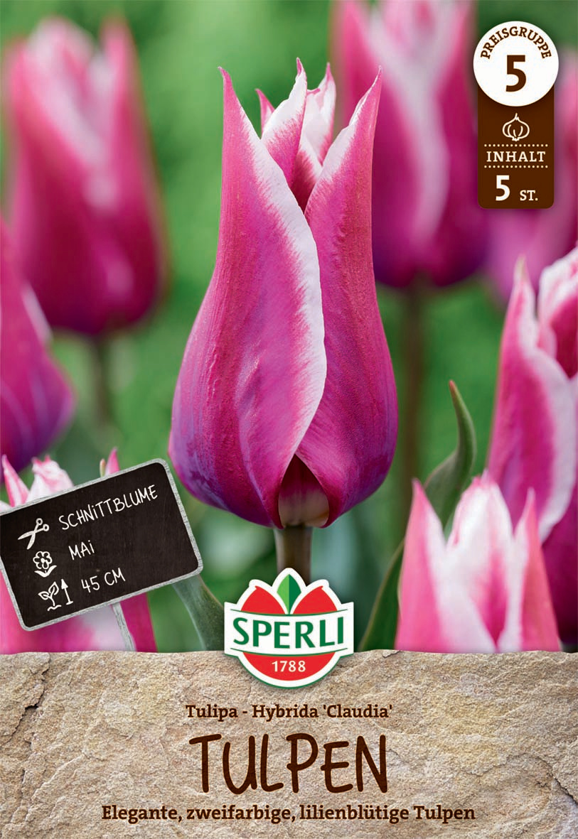 Lilienblütige Tulpe Claudia