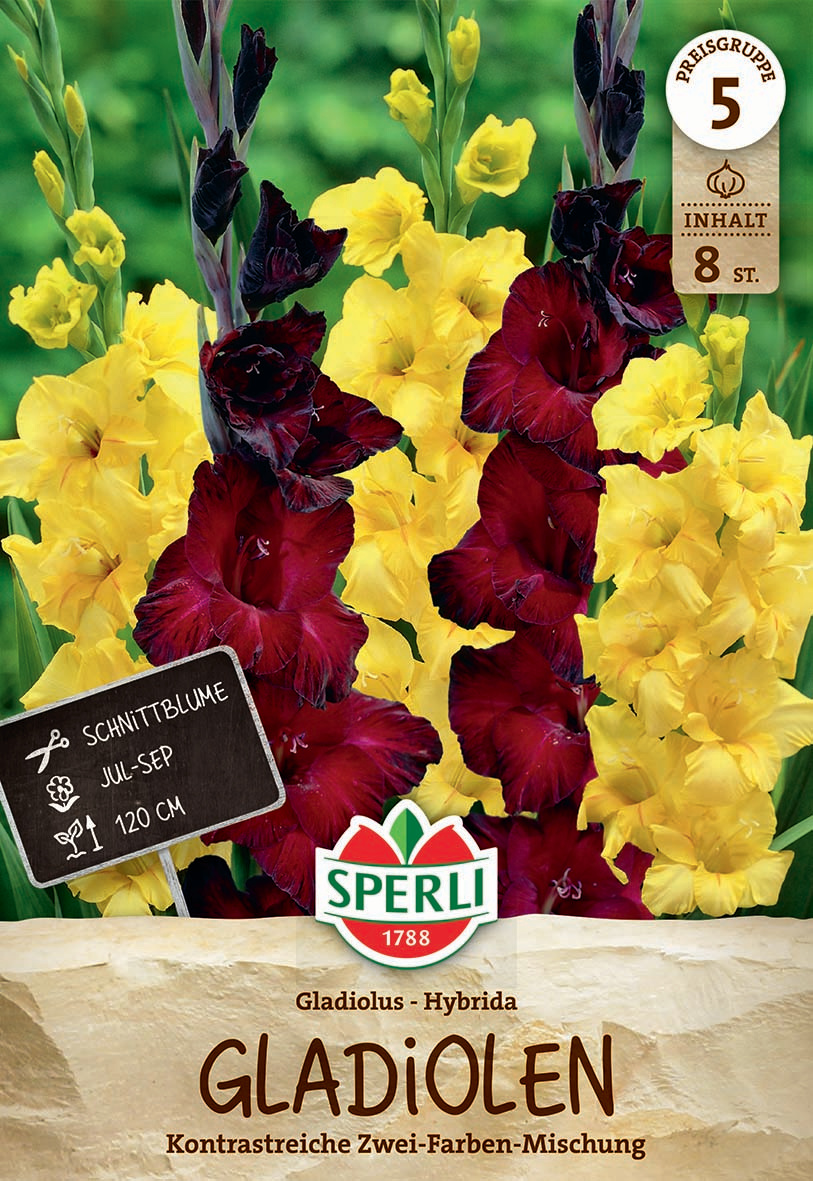 Gladiole Back Surprise & Limoncello