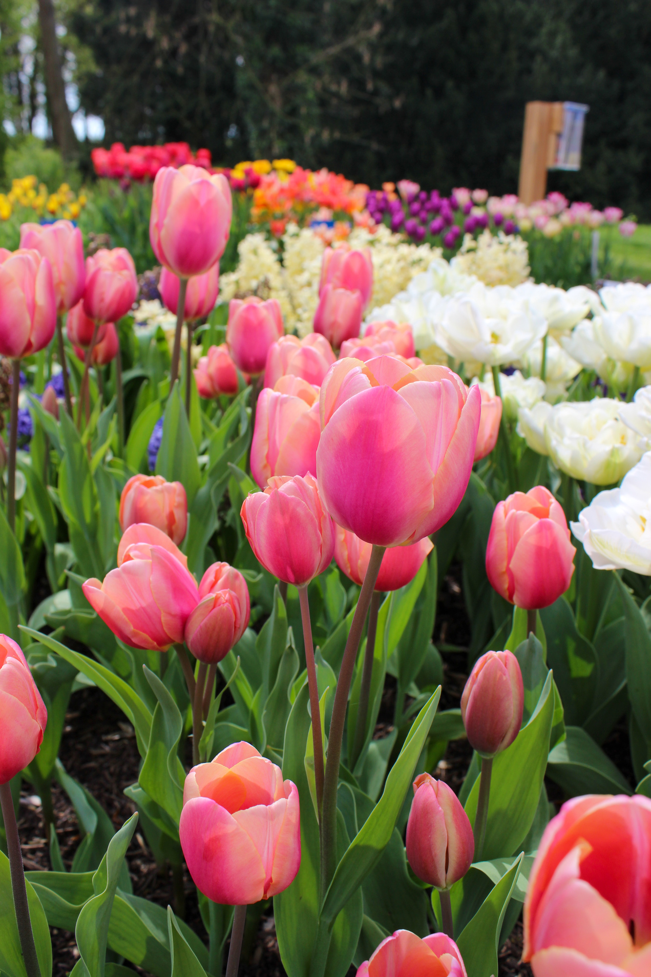 Triumph-Tulpen Happy Family
