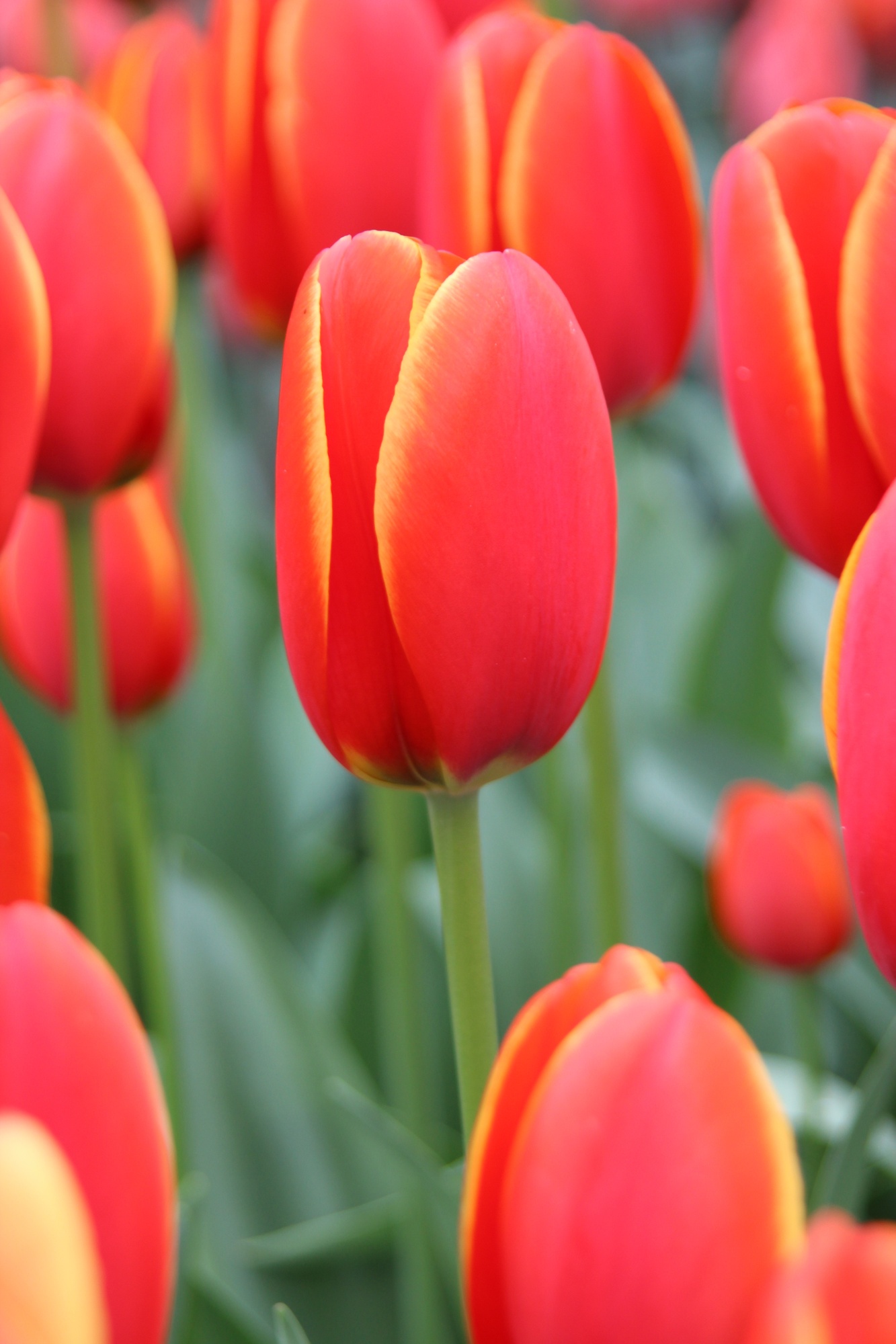 Darwin-Hybrid-Tulpen World's Favourite Darwin-Hybrid-Tulpen World's Favourite