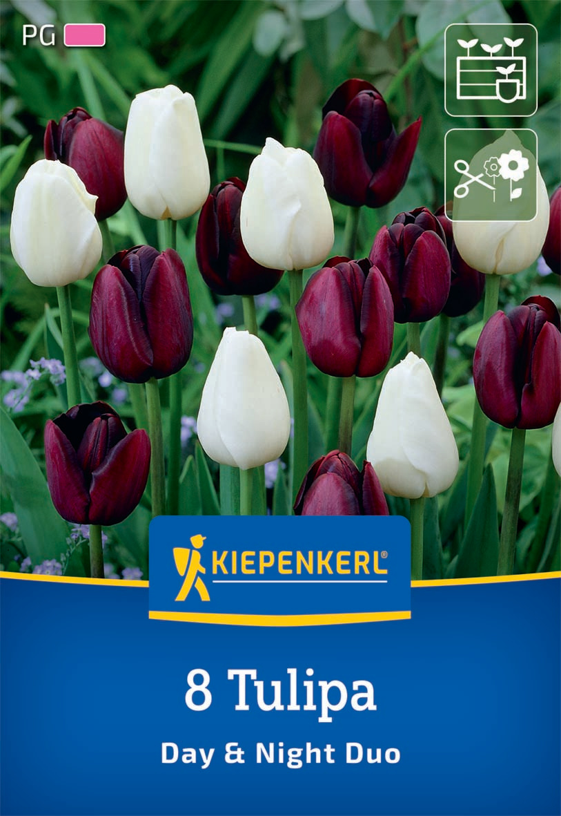 Tulpen Mix Day & Night
