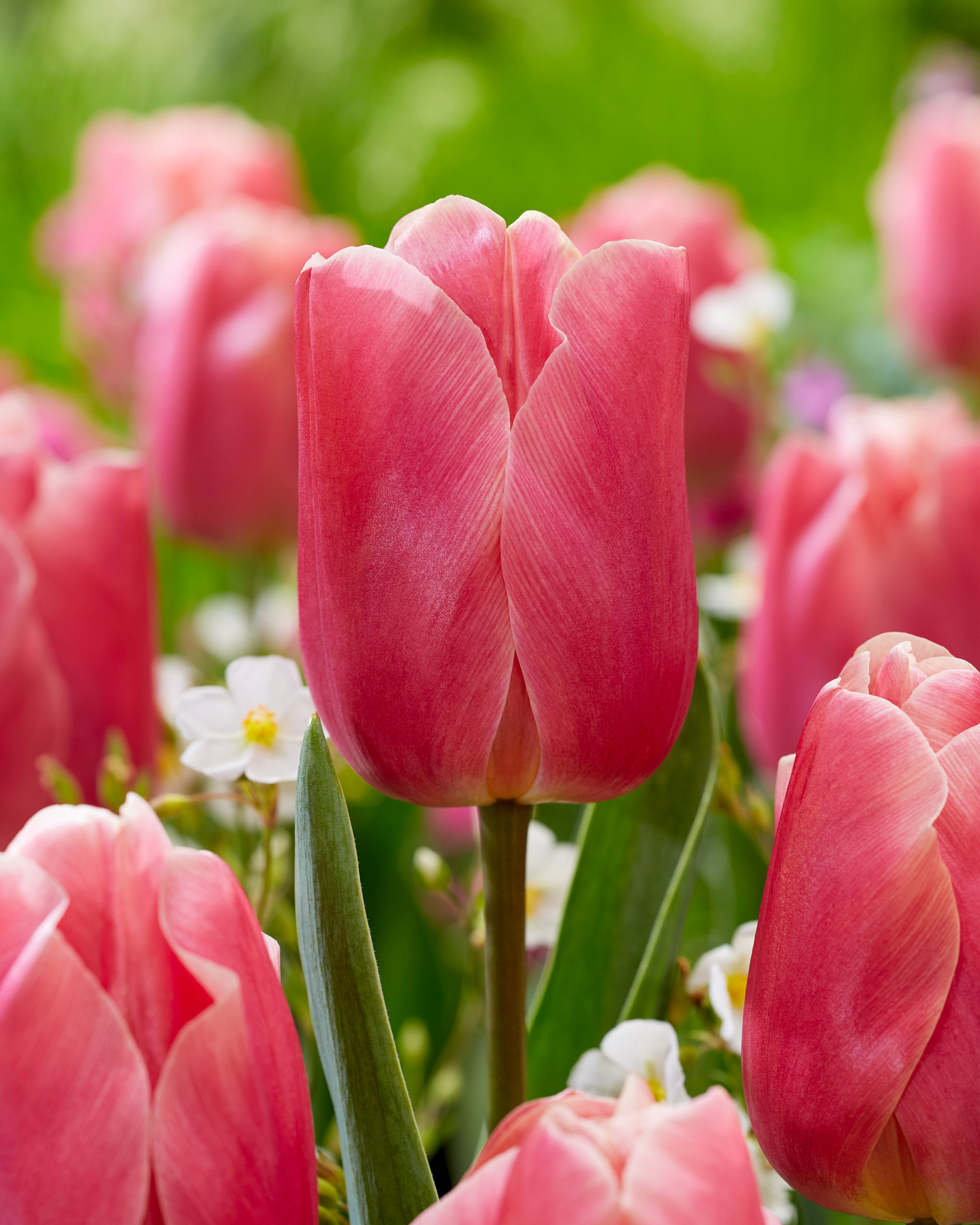 Triumph-Tulpen Pink Jimmy Triumph-Tulpen Pink Jimmy