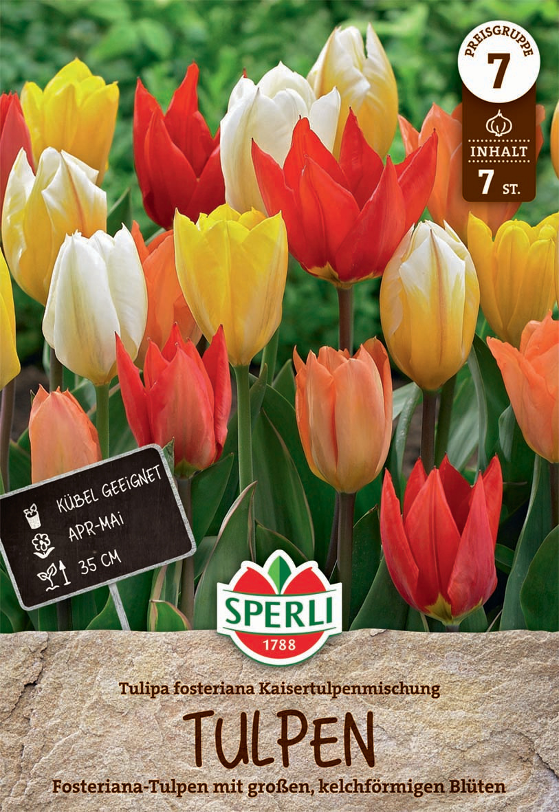 Fosteriana-Tulpe Kaisertulpen-Mischung