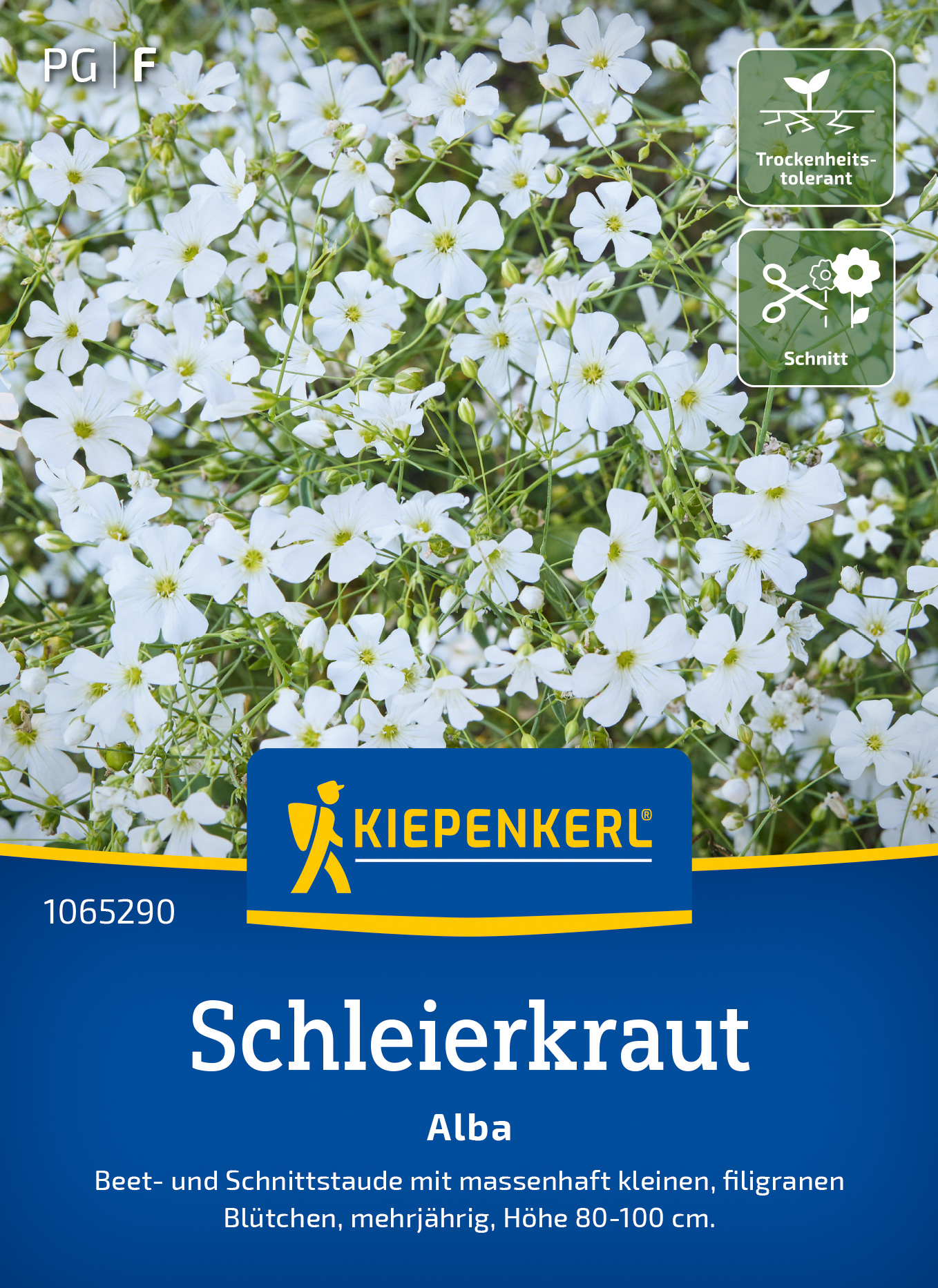 Schleierkraut Einfach Weiße