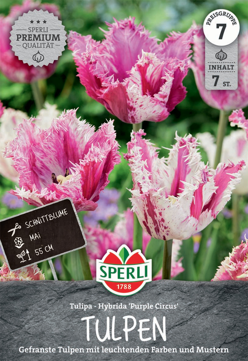 Premium Gefranste Tulpe Purple Circus