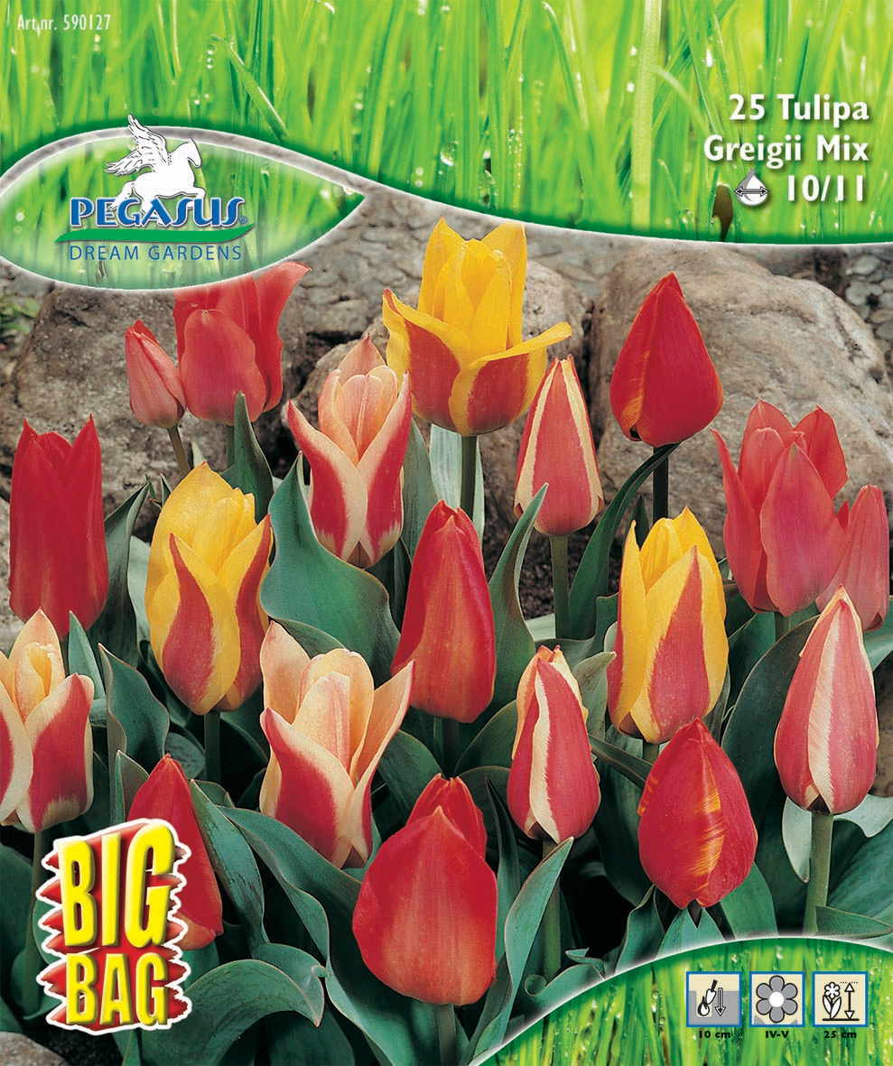 Pegasus BigBag Botanische Tulpen Mischung