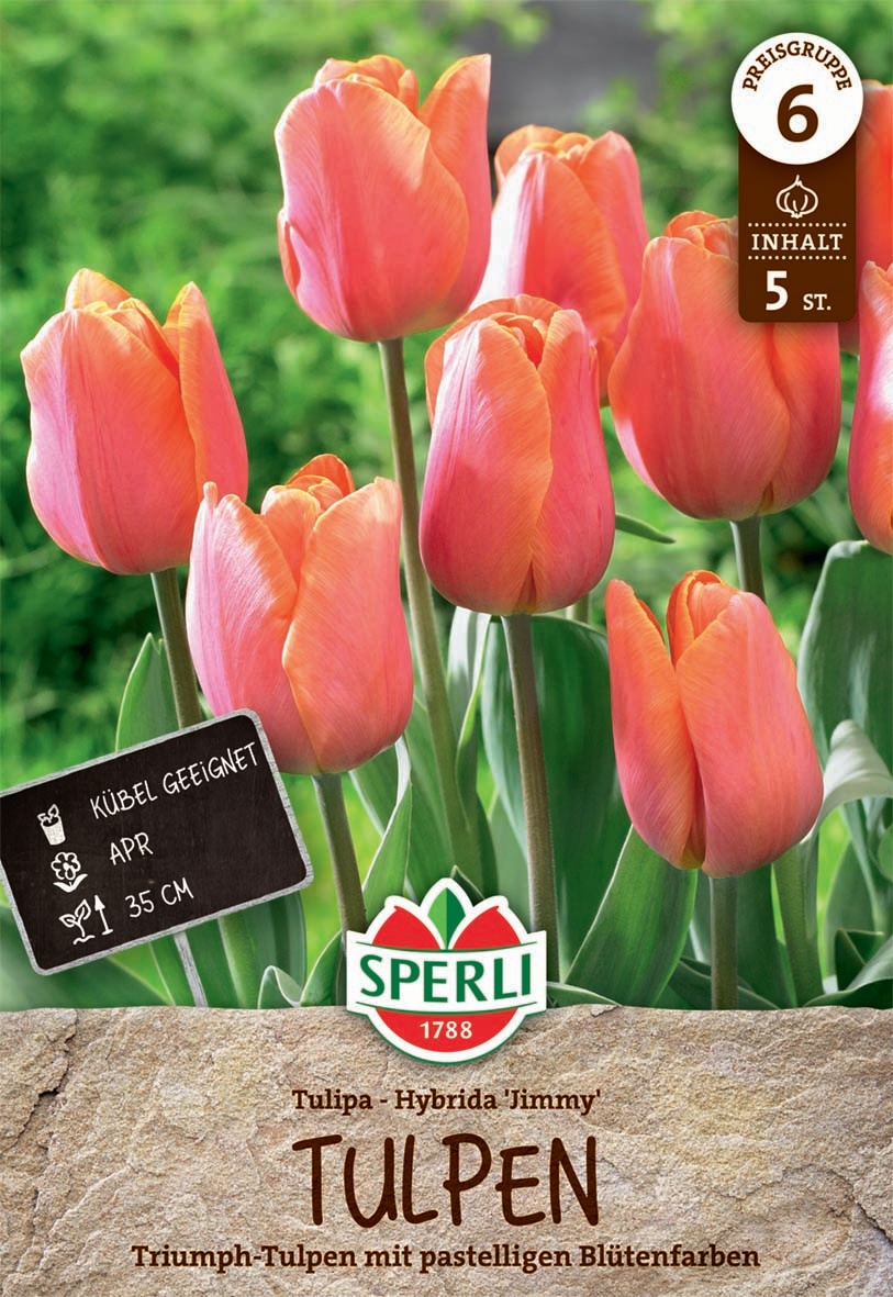 Triumph-Tulpe Jimmy