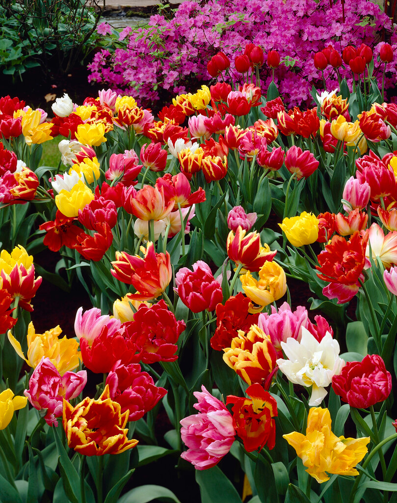 Gefüllte Frühe Tulpen Mischung Gefüllte Frühe Tulpen Mischung
