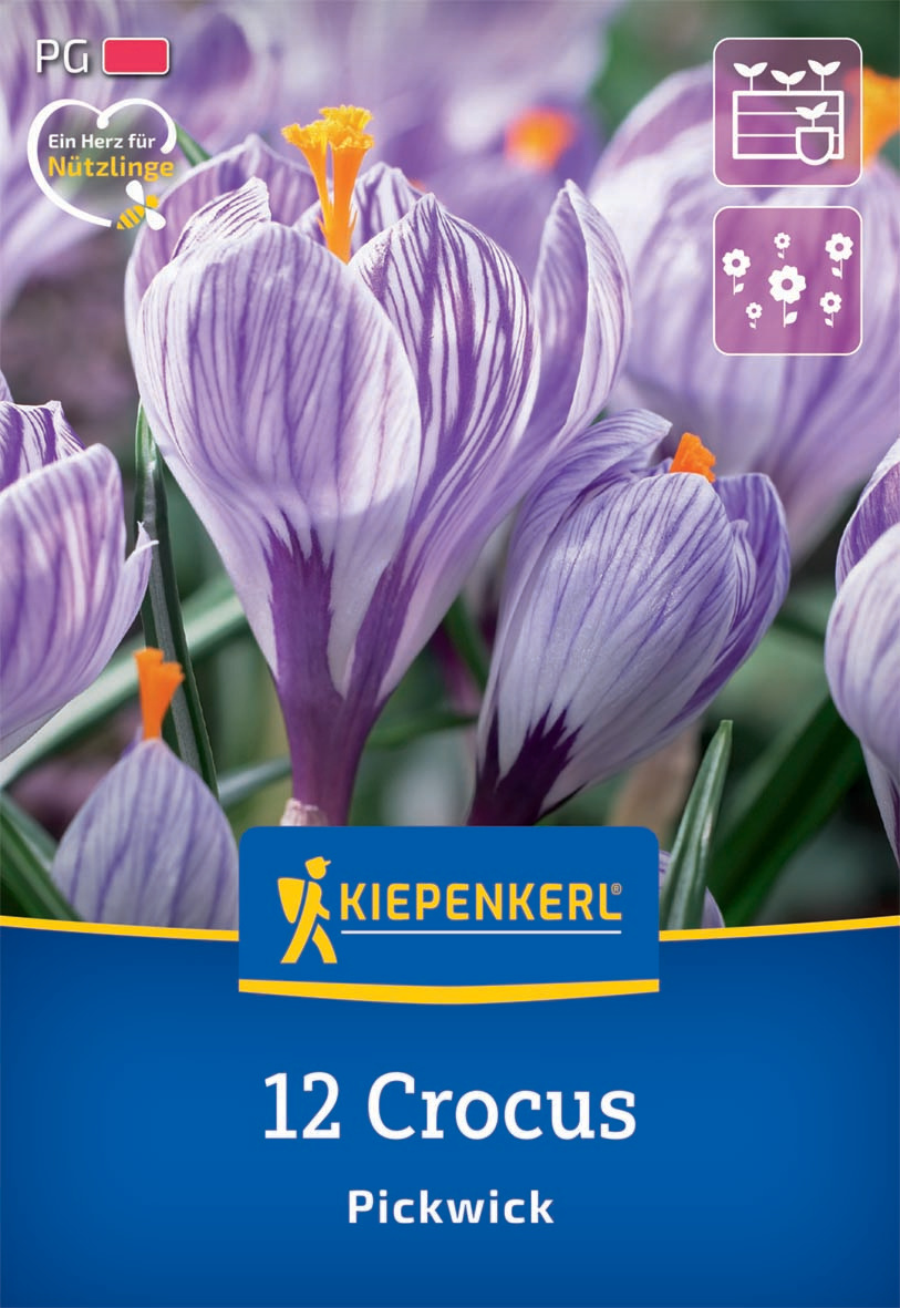 Großblumiger Krokus Pickwick