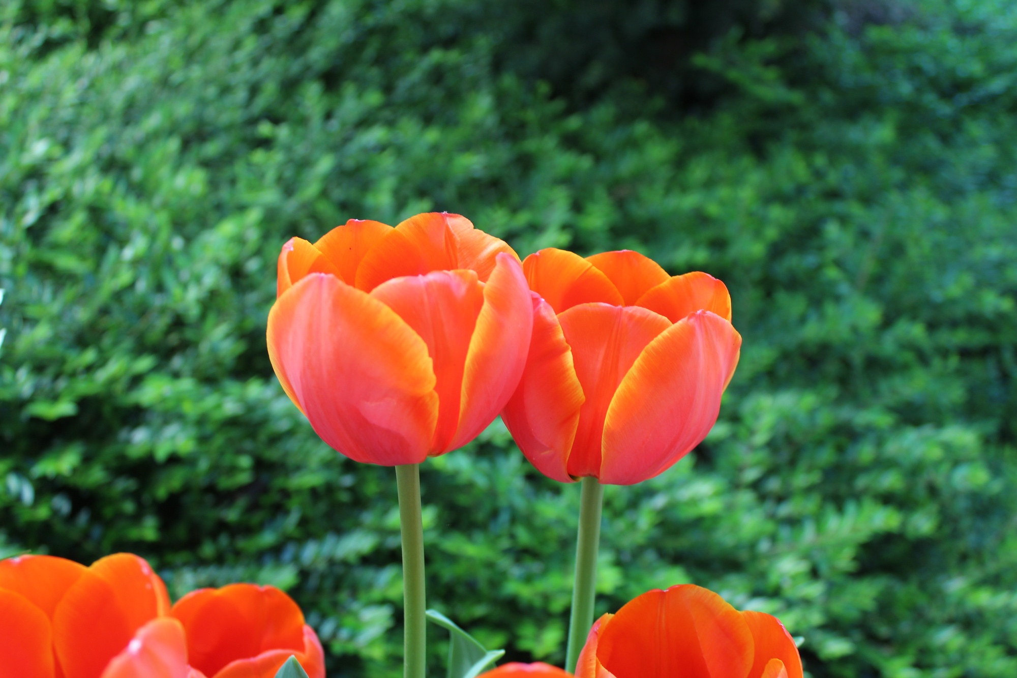 Darwin-Hybrid-Tulpen Ad Rem Darwin-Hybrid-Tulpen Ad Rem