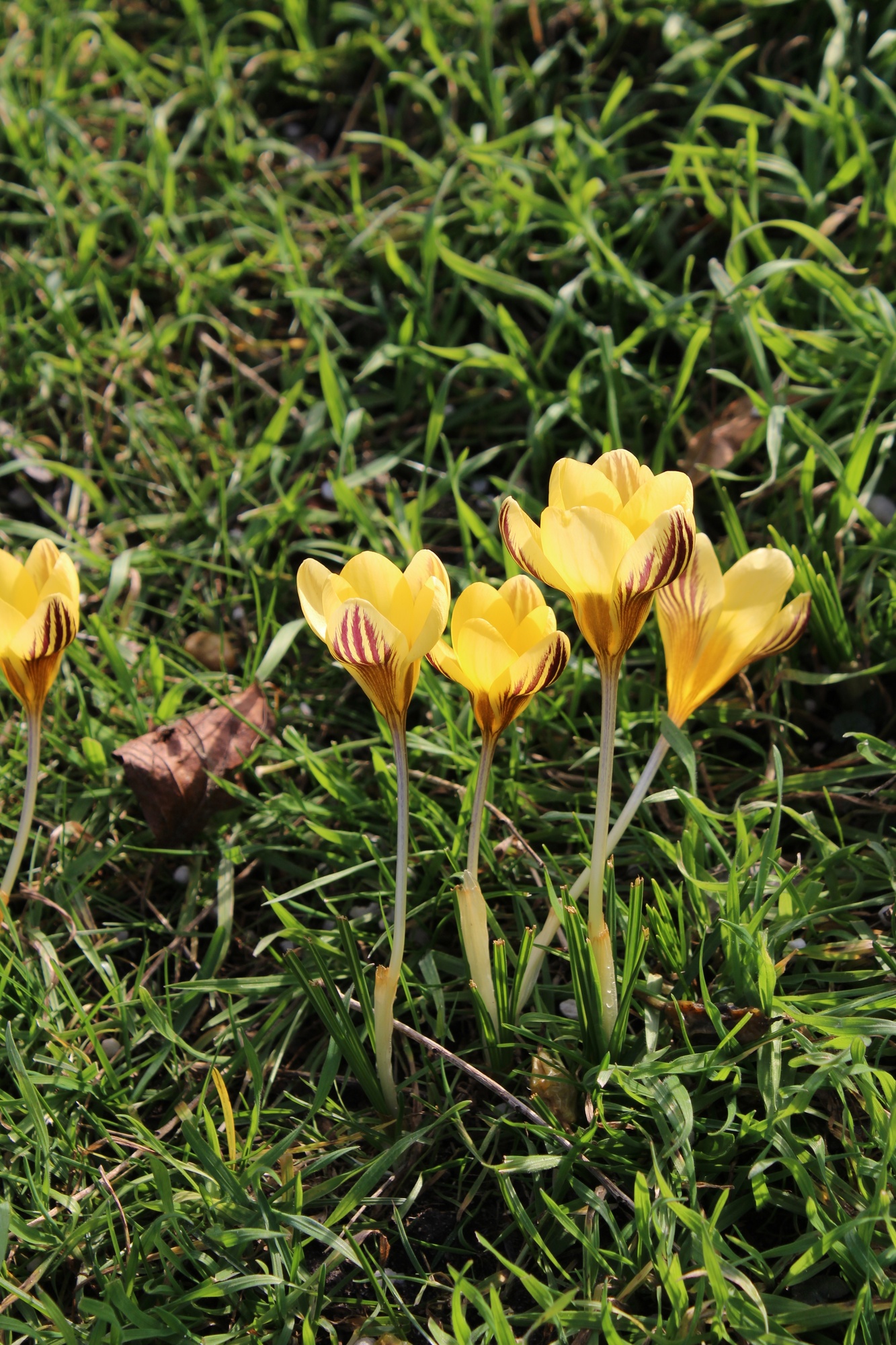 Crocus chrysanthus Dorothy Crocus chrysanthus Dorothy