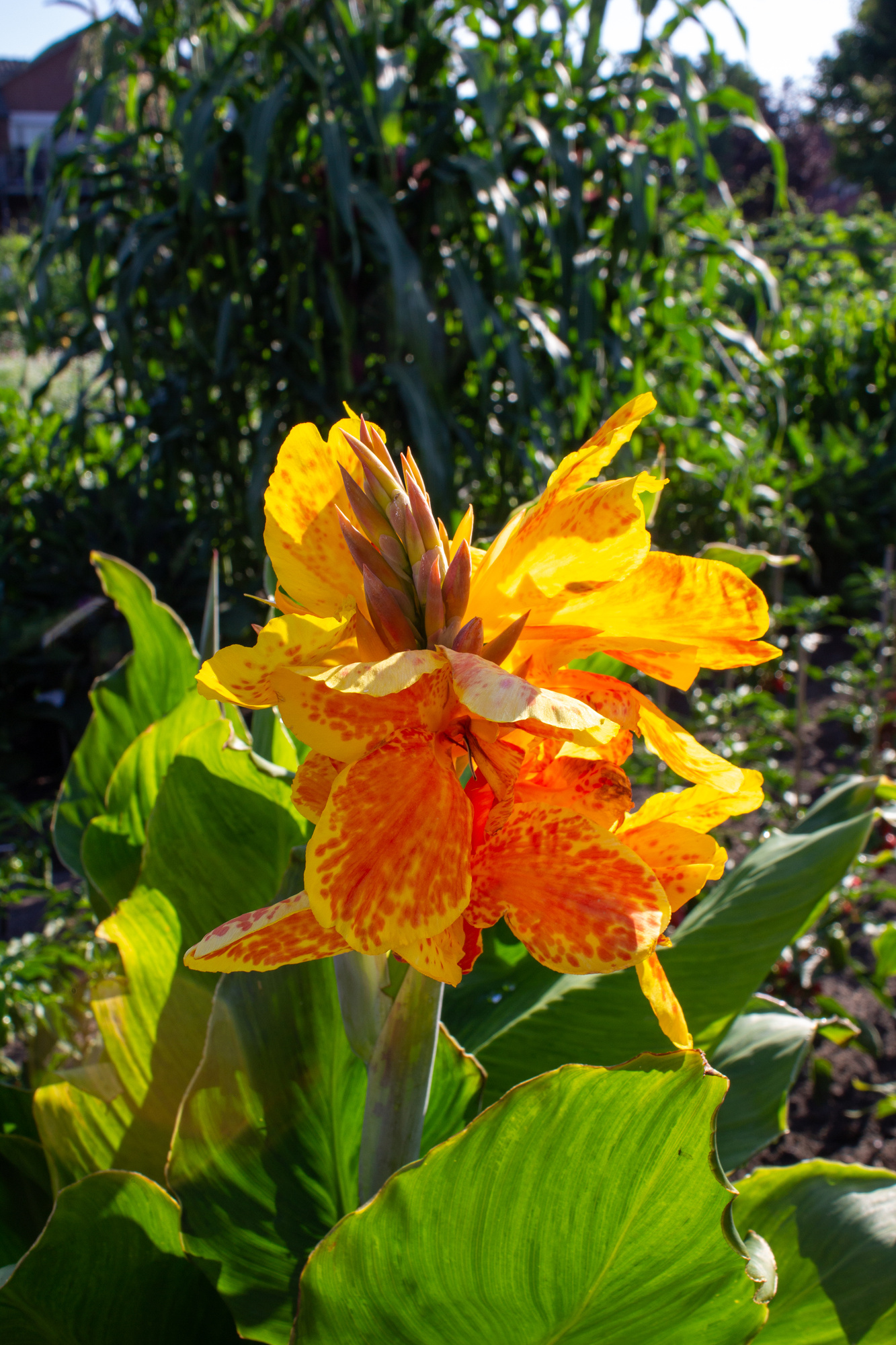 Canna Mr.Crozy