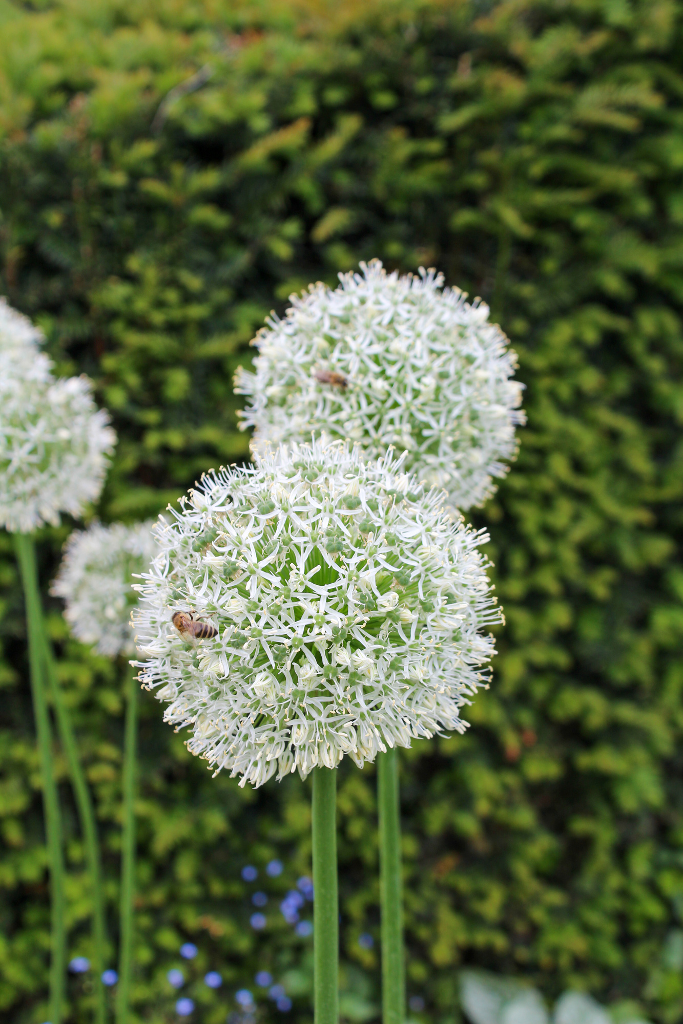 Allium stipitatum White Giant Allium stipitatum White Giant