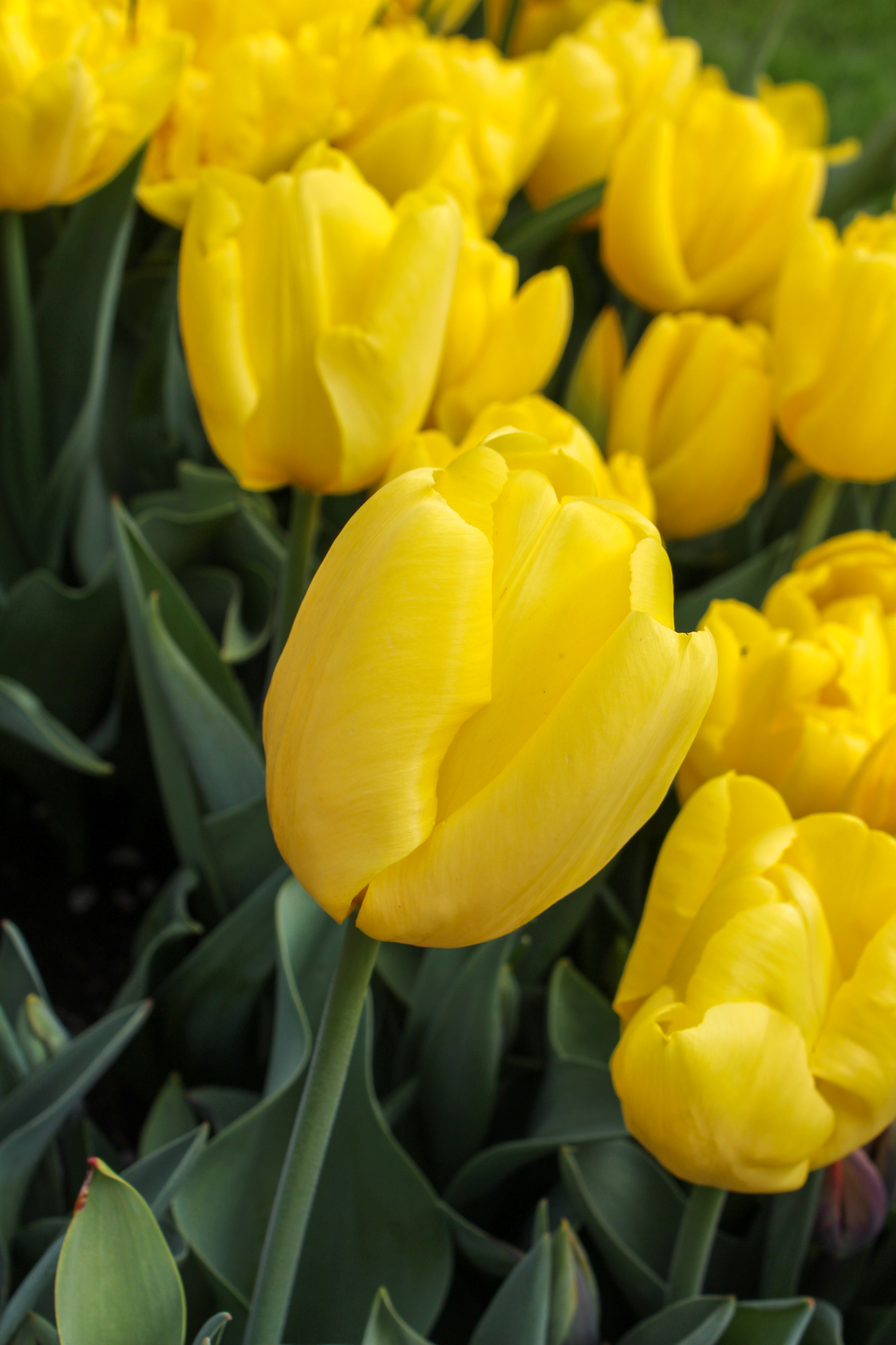 Triumph-Tulpen Golden Melody