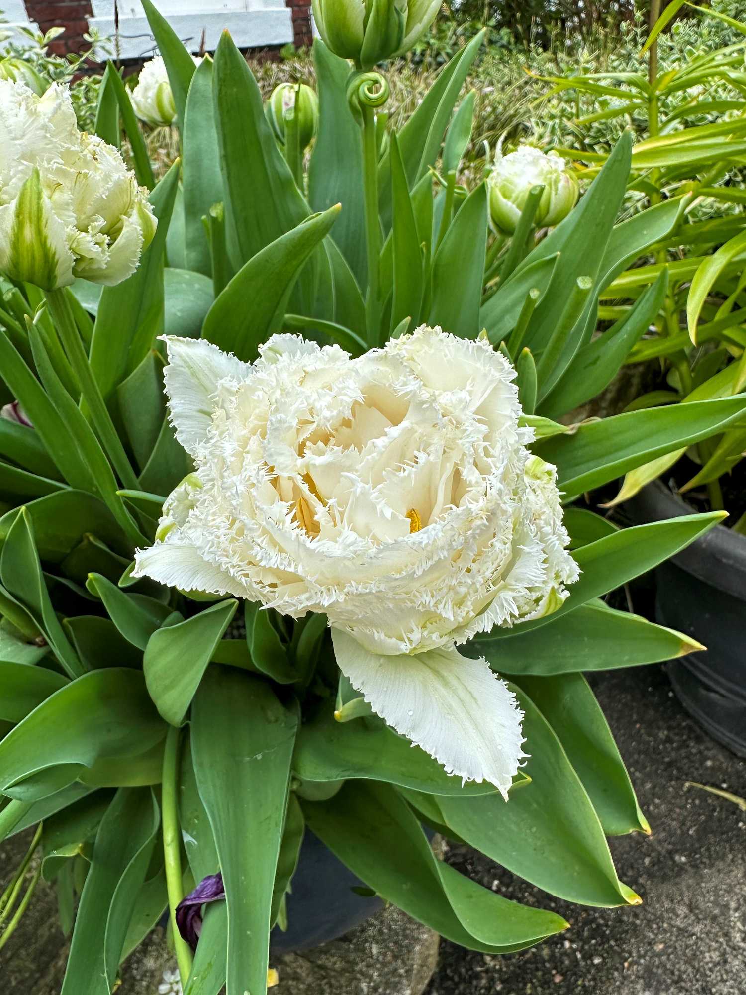 Gefranste Tulpen Snow Crystal Gefranste Tulpen Snow Crystal