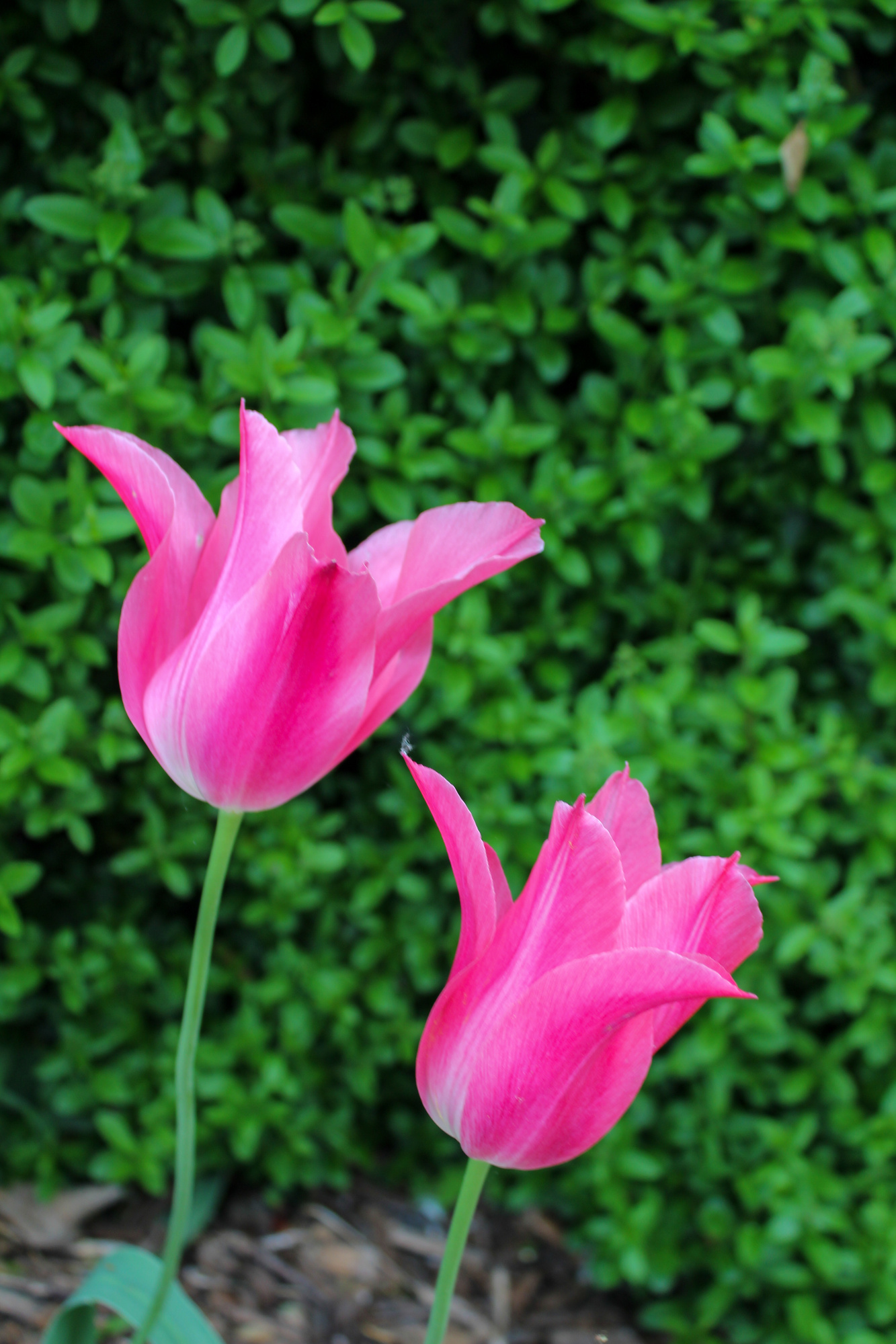 Lilienblütige Tulpen China Pink Lilienblütige Tulpen China Pink