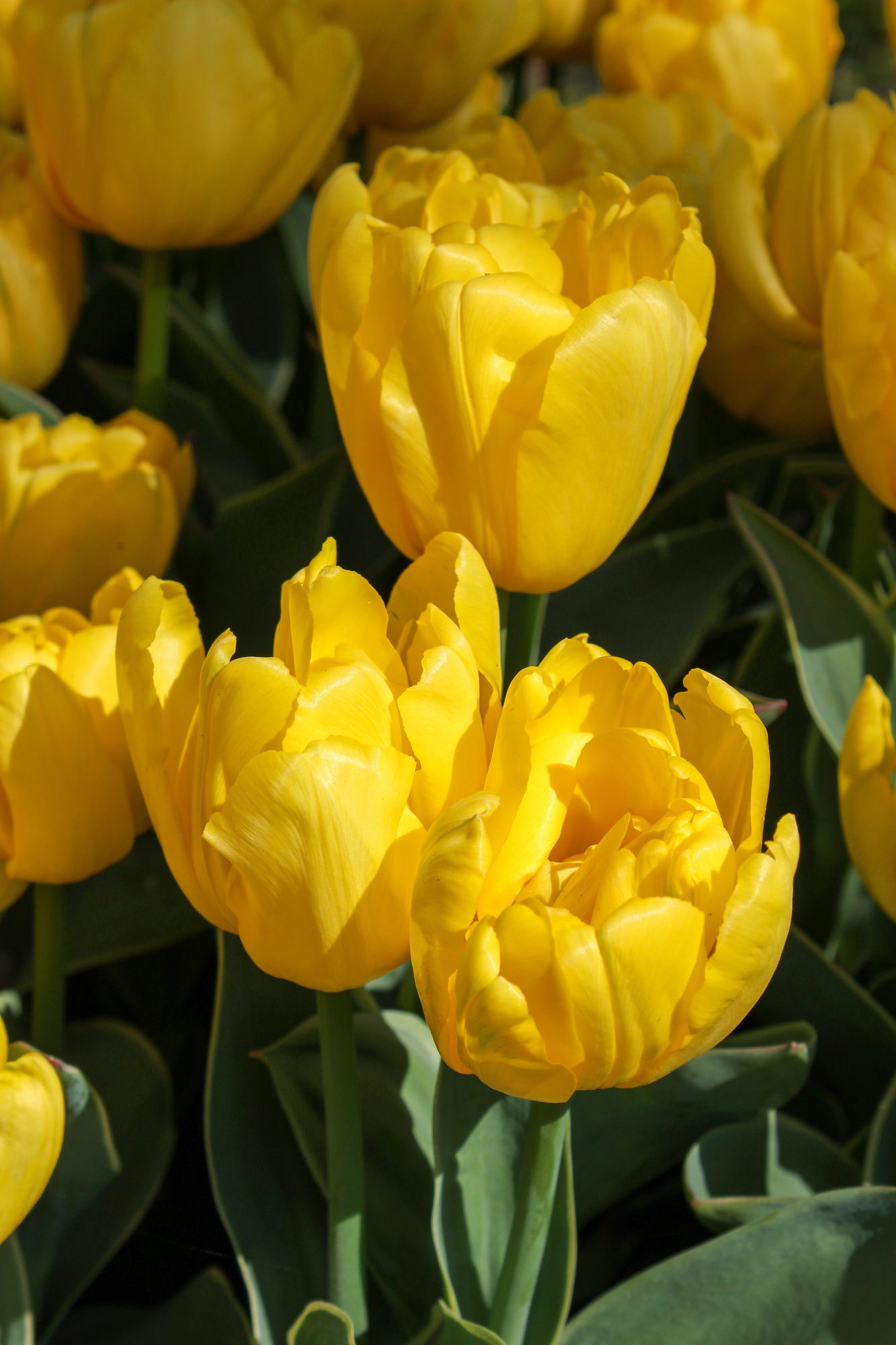 Gefüllte Frühe Tulpen Yellow Baby