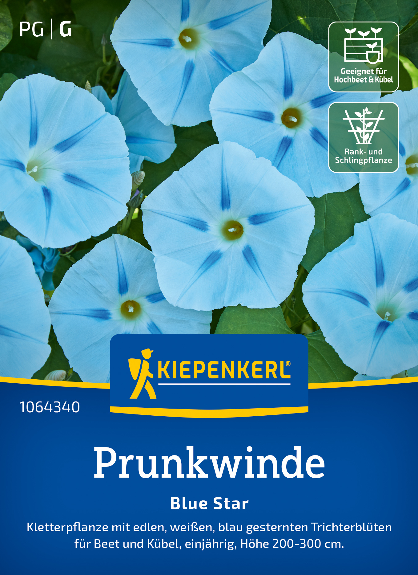 Prunkwinde Blue Star Prunkwinde Blue Star