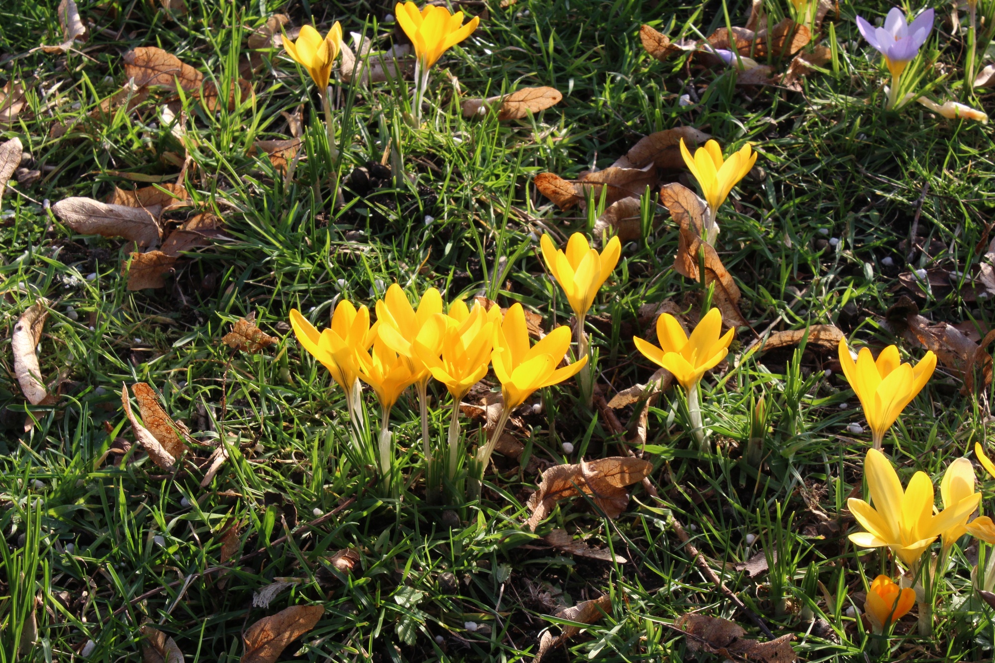Crocus flavus Crocus flavus