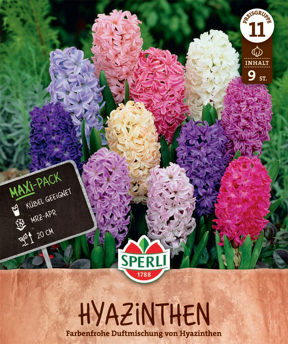 Maxi Hyazinthen-Mischung Maxi Hyazinthen-Mischung