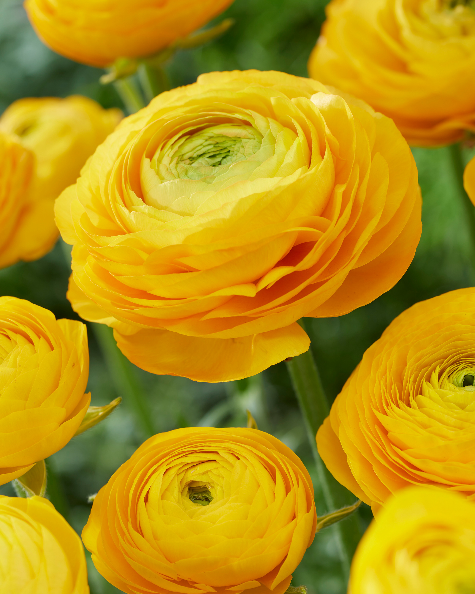 Ranunculus Aviv Gelb