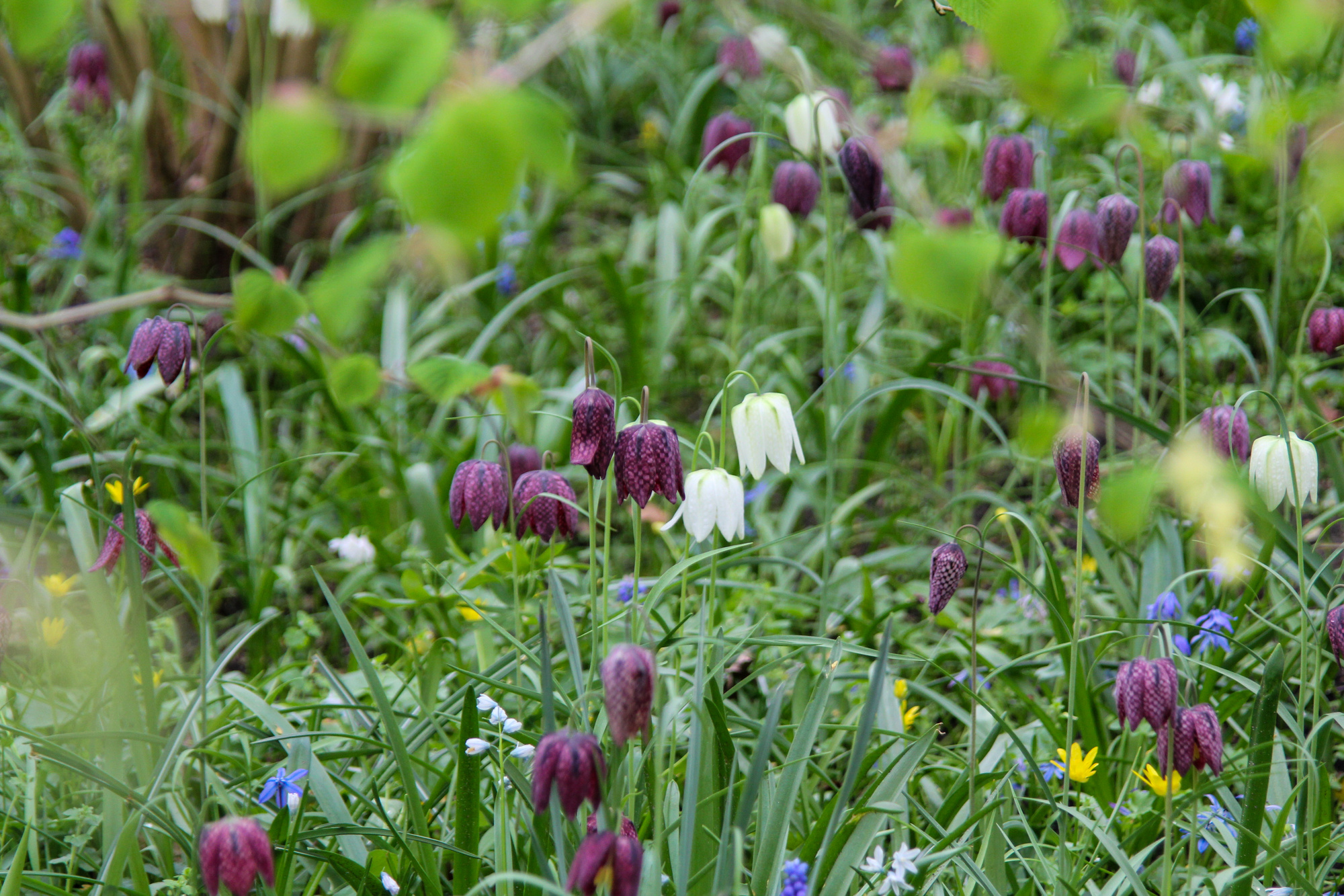 Fritillaria meleagris