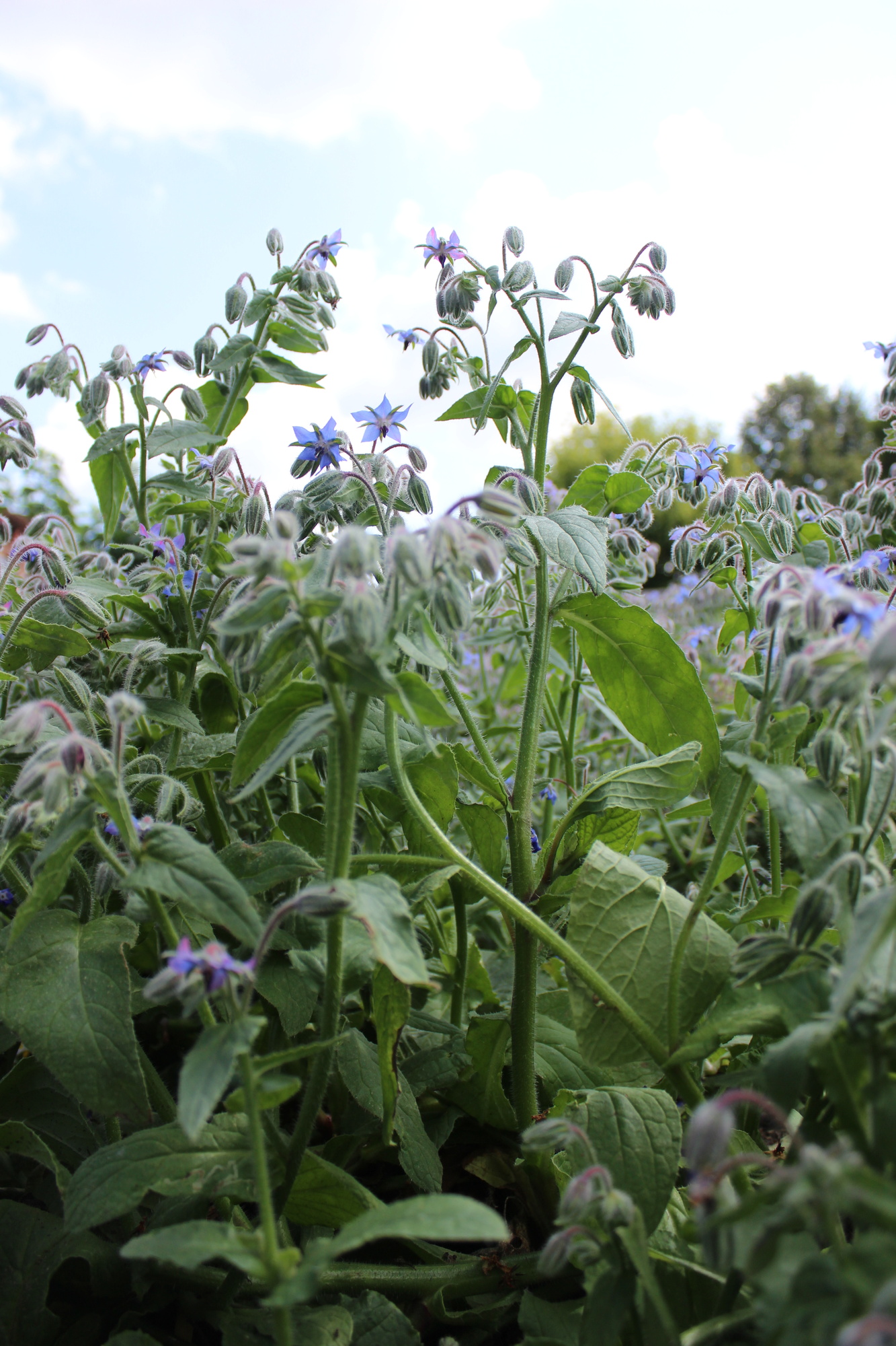 Borago officinalis Borago officinalis