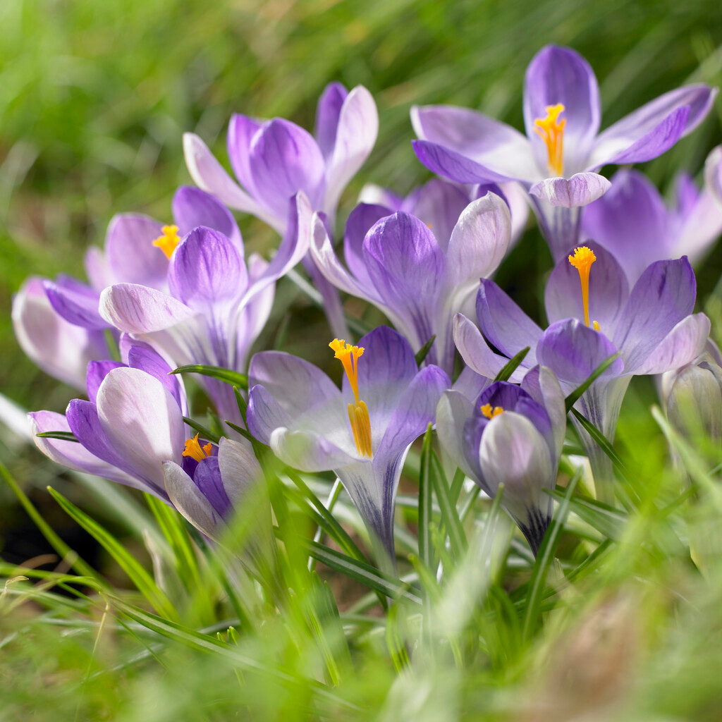 Crocus x cultorum Yalta Crocus x cultorum Yalta
